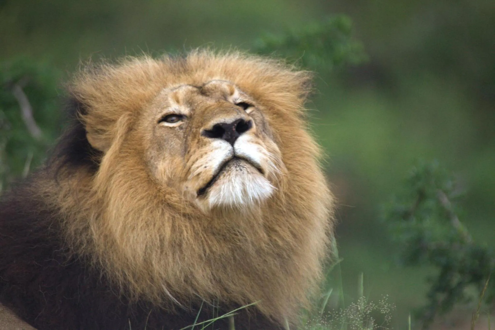 Animals in Karongwe - Becks Safari Lodge