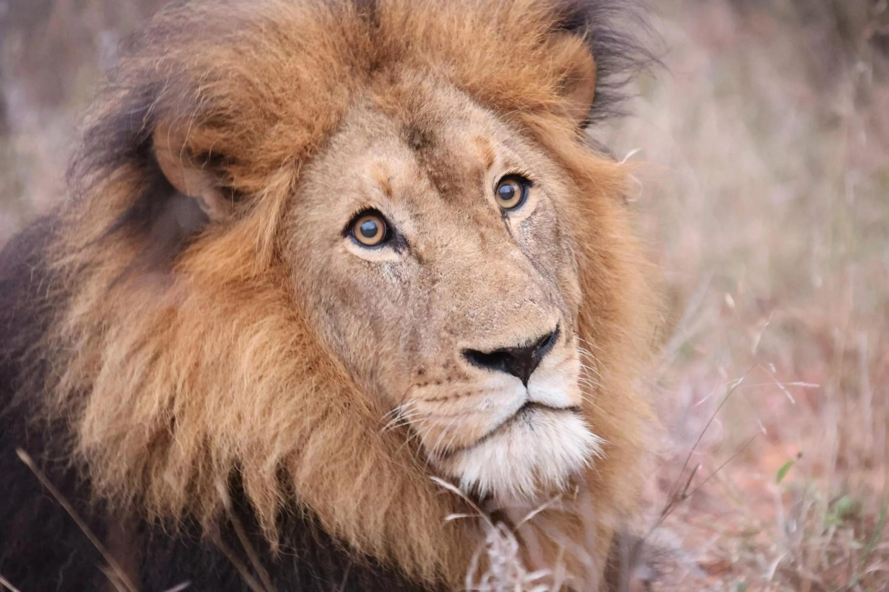 Activities in Karongwe - Becks Safari Lodge