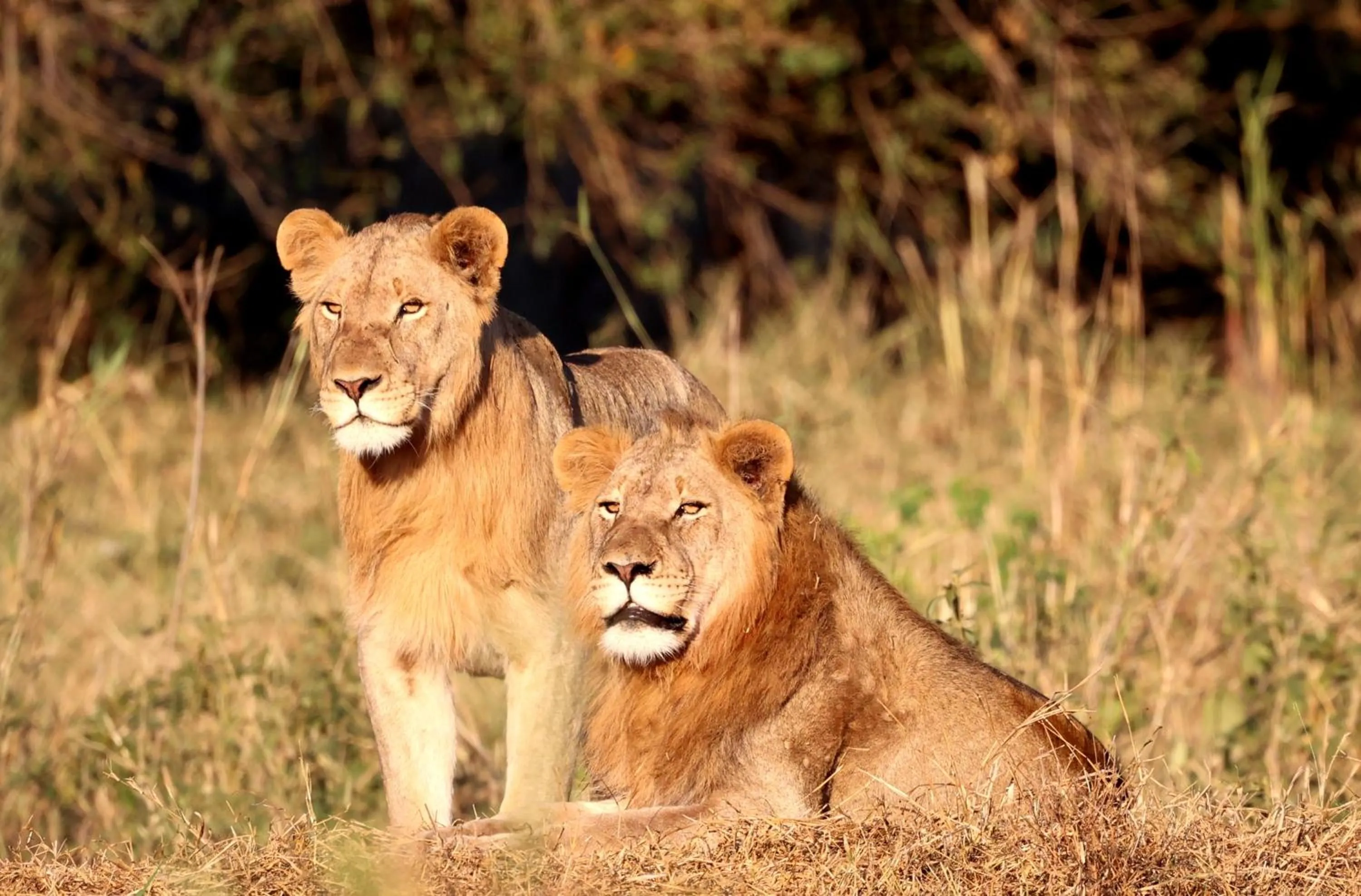 Activities in Karongwe - Becks Safari Lodge