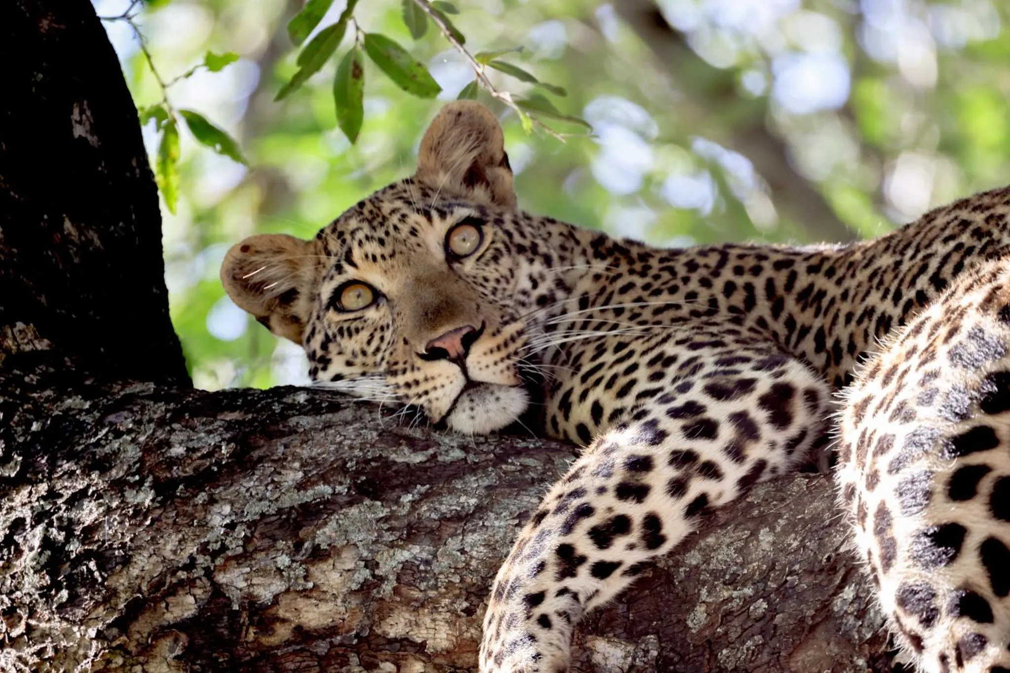 Activities in Karongwe - Becks Safari Lodge