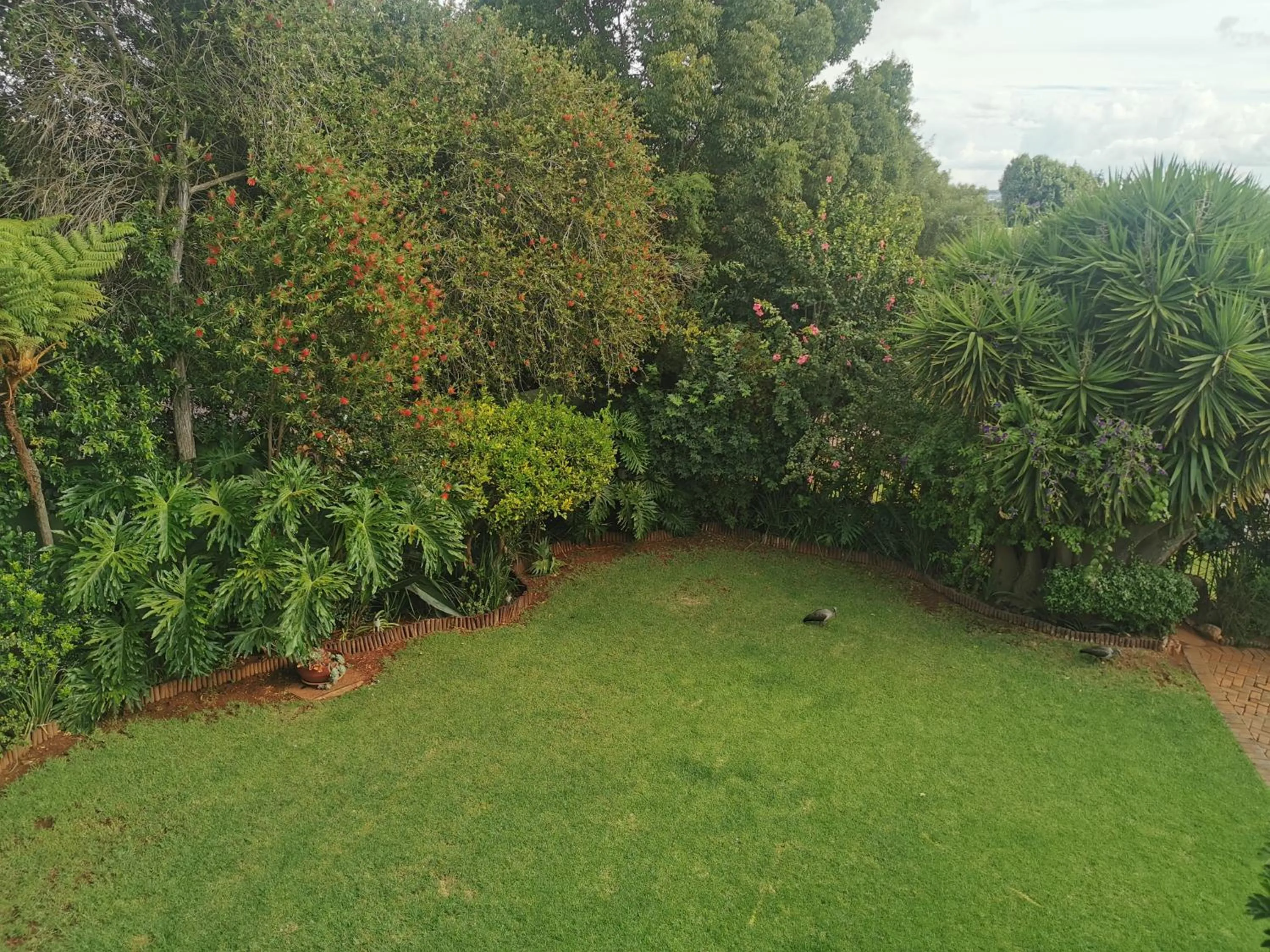 Garden in Villa Stella Guest House