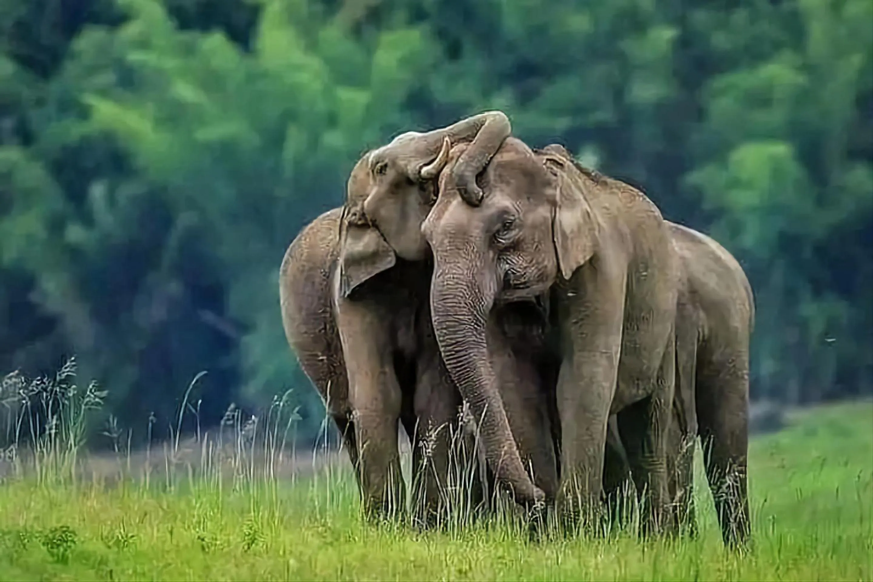 Animals in Lakmal Resort Sigiriya