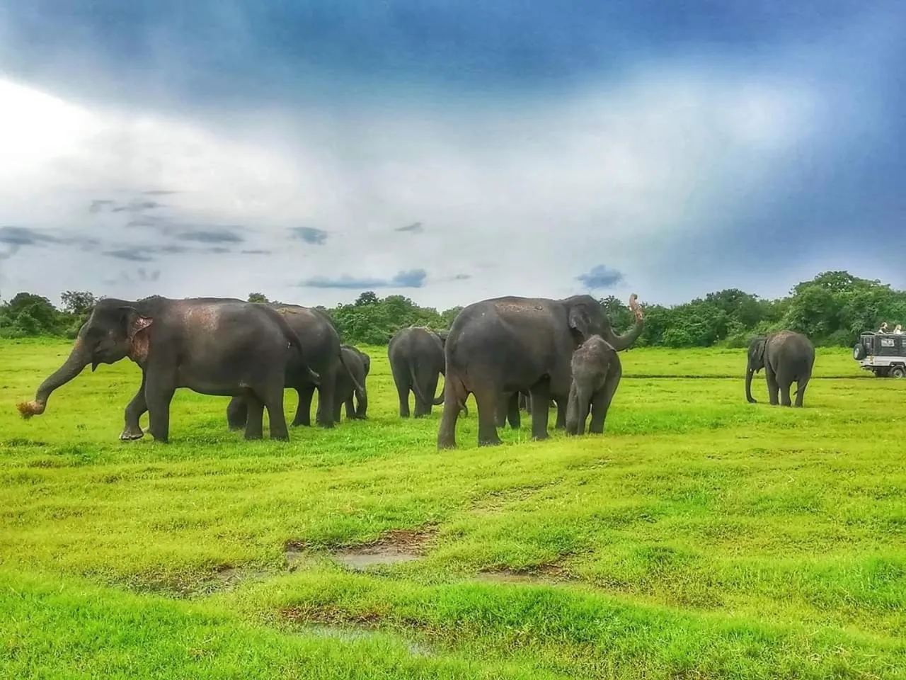 Animals in Lakmal Resort Sigiriya