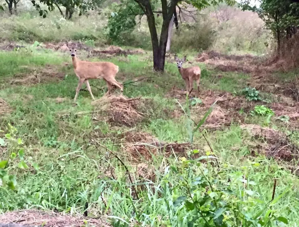 Property building in Hanu lu Mos Opinca