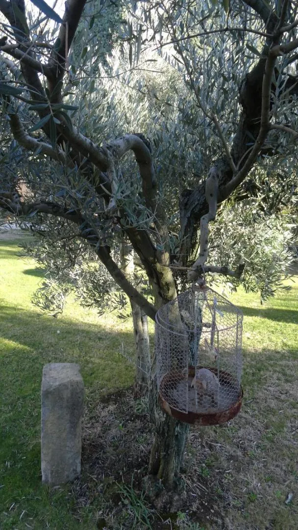Garden in Chambre d'hôte Anais