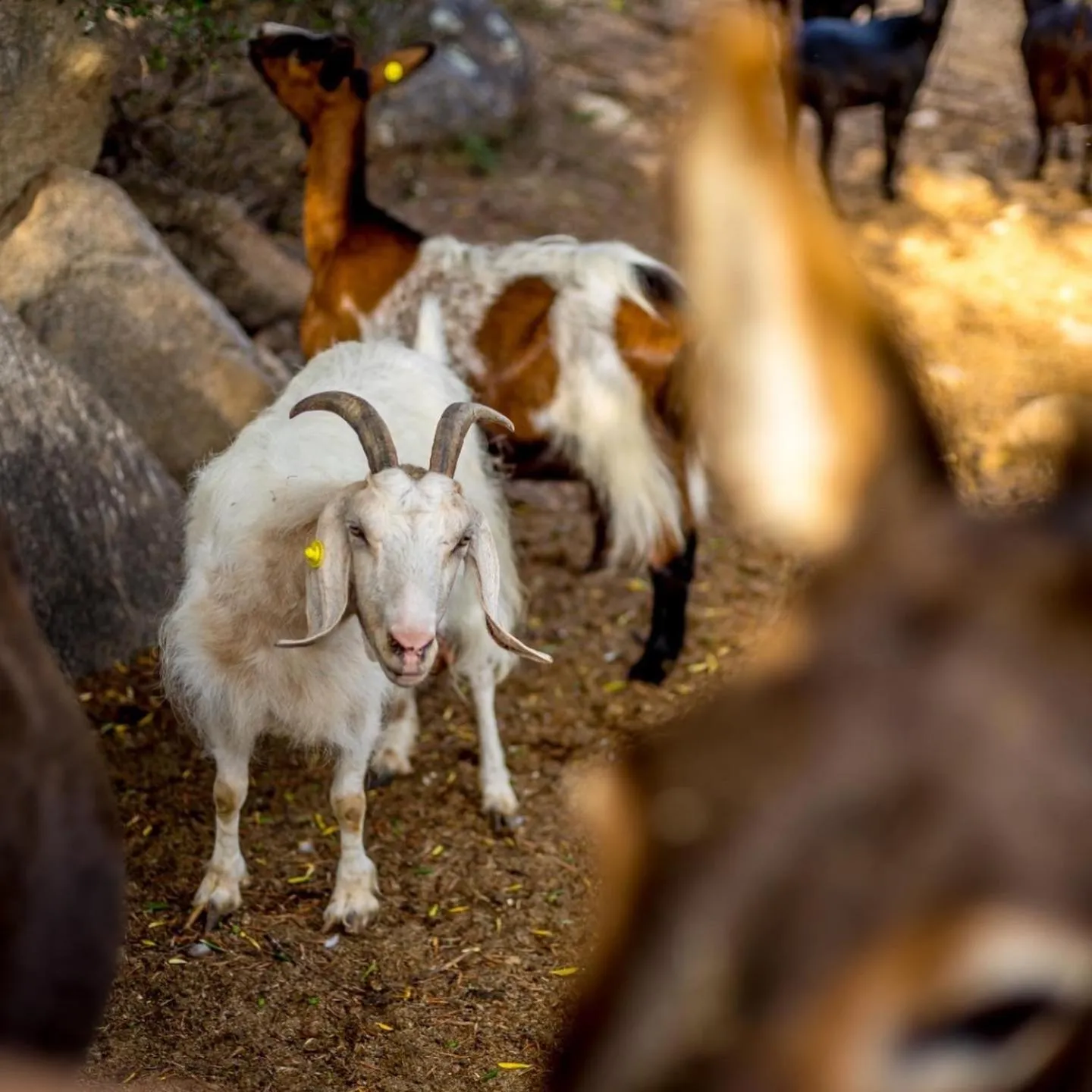 Animals in La Minditta