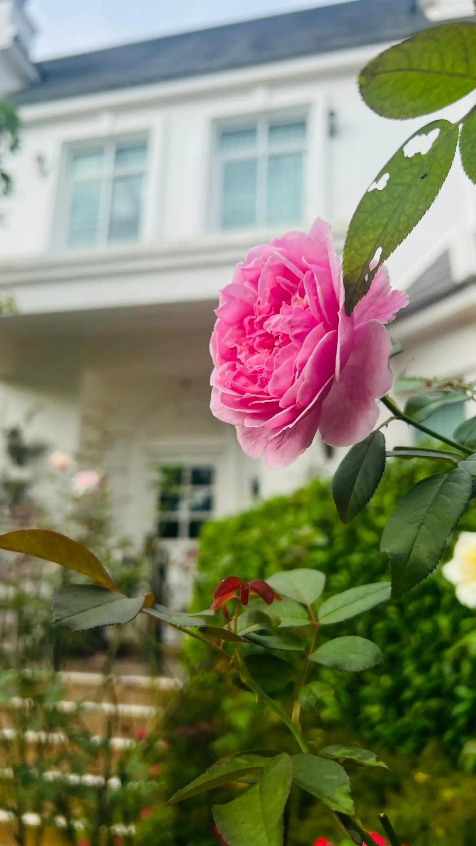 Garden in Hillsborough The English Country House Hotel & Leisure