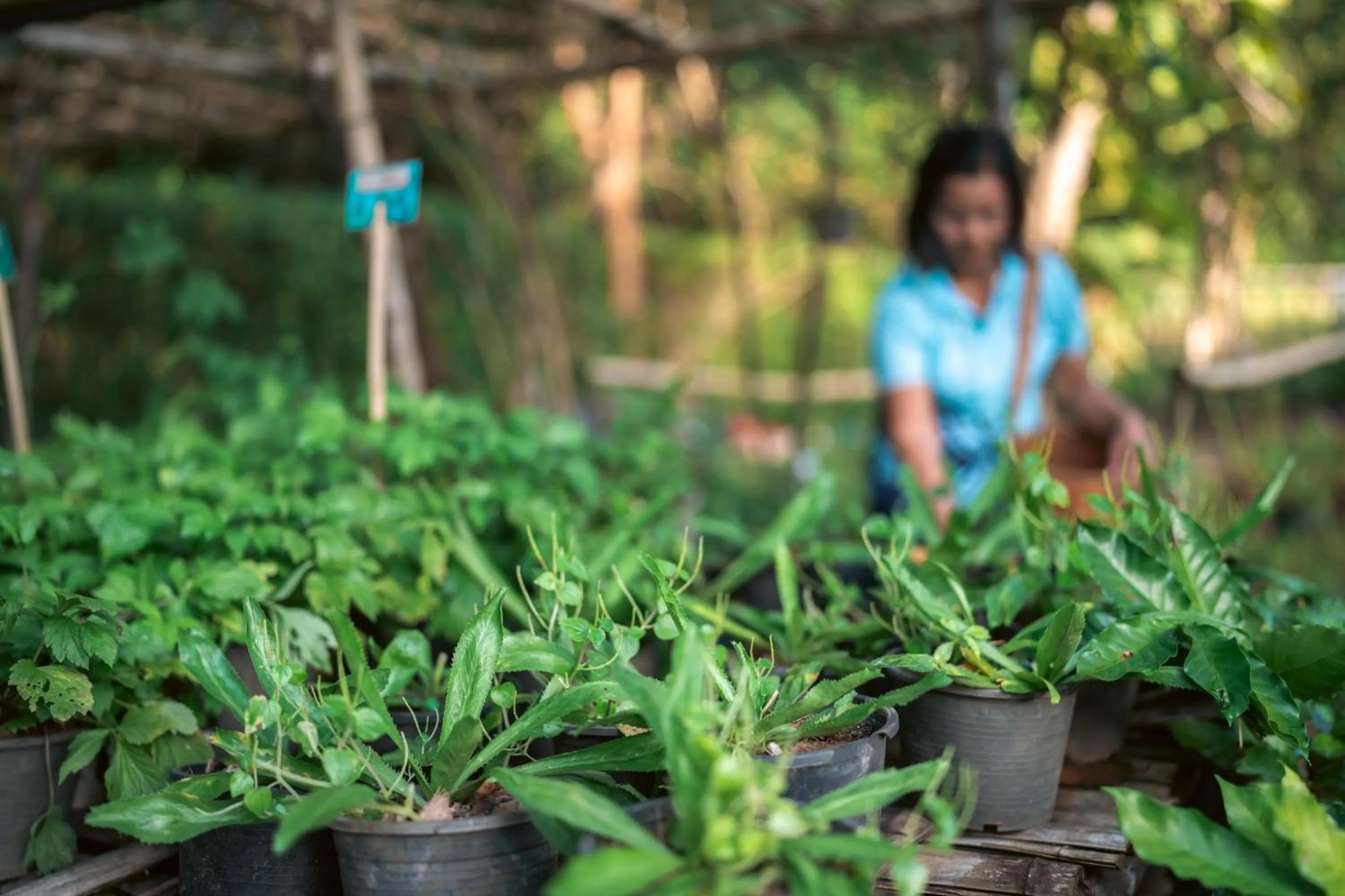 Garden in Na Sook Wellness Resort