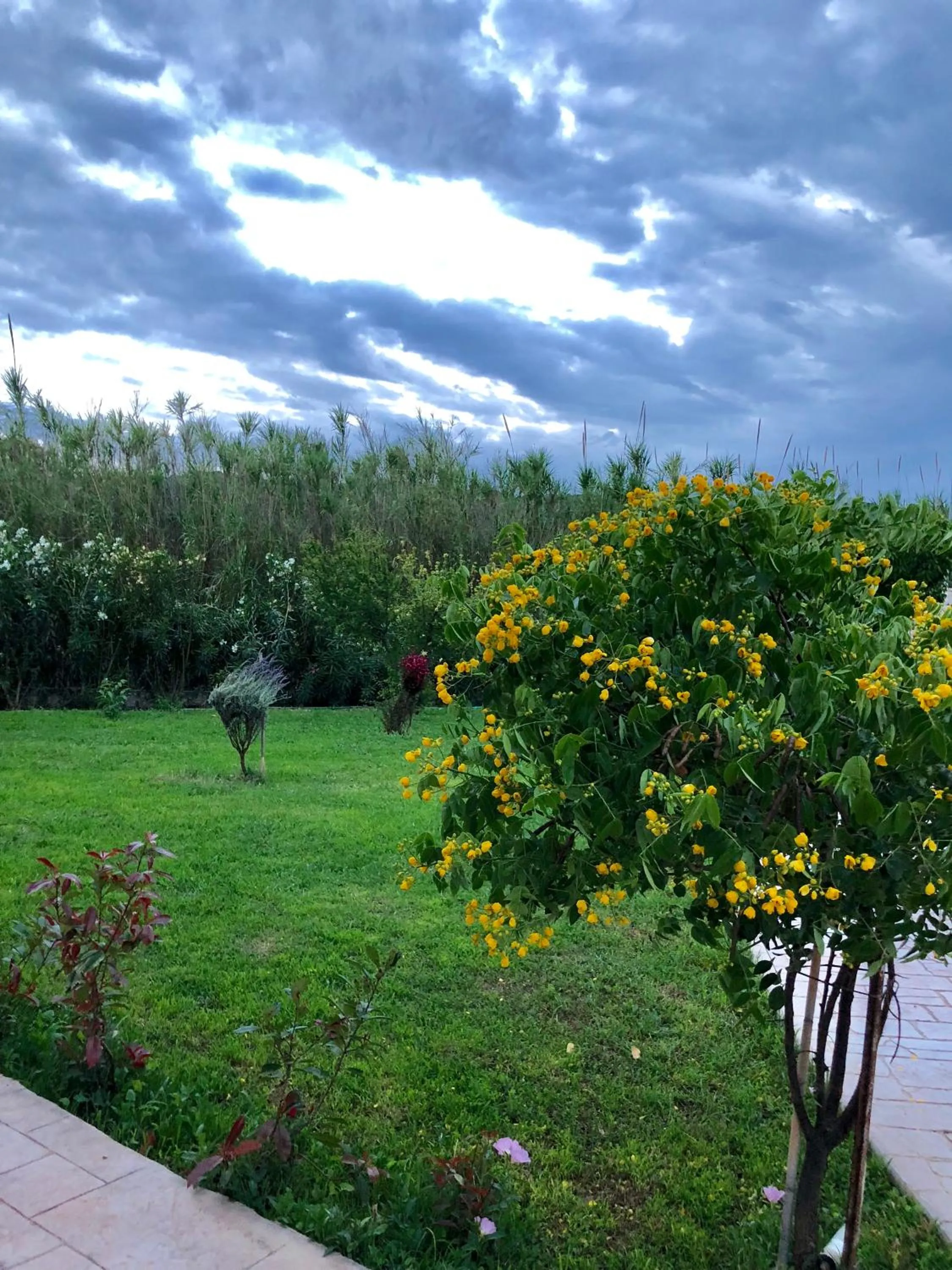 Garden in Aligis Studios