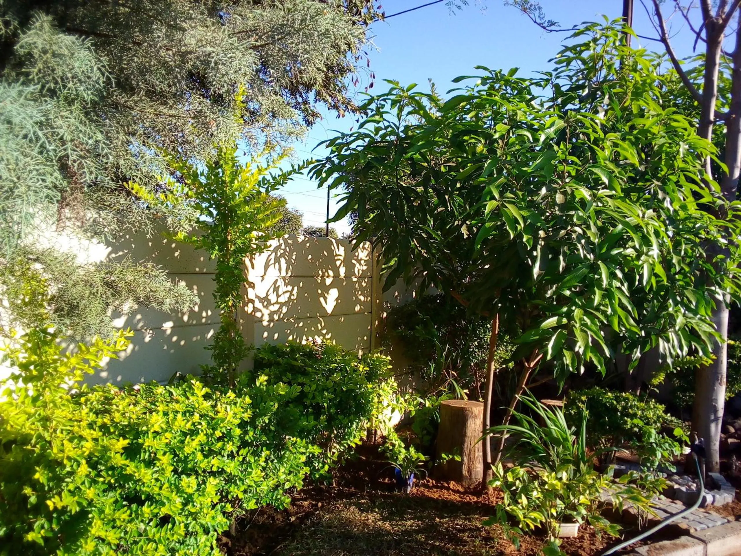 Garden view in Comfort Palace Guest House Kasane