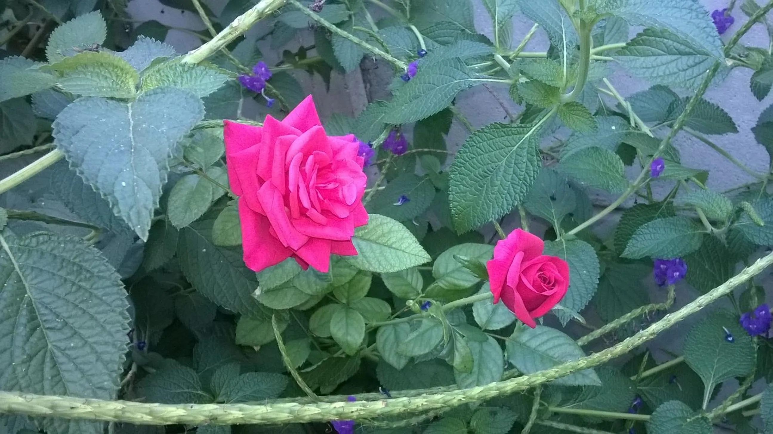 Spring in Comfort Palace Guest House Kasane