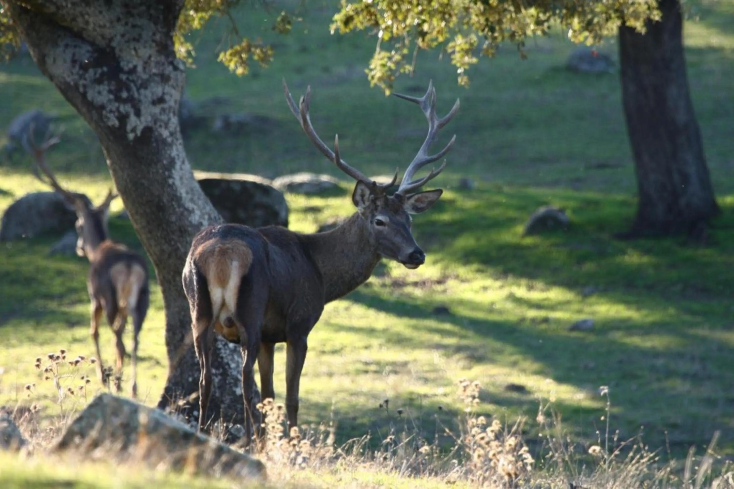 Natural landscape in Hotel Sierra de Andujar