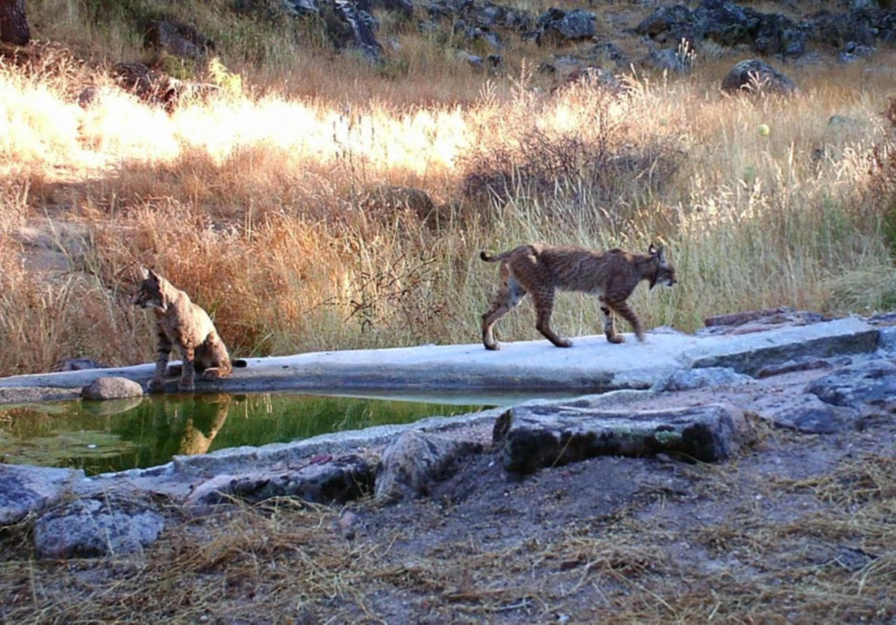 Natural landscape in Hotel Sierra de Andujar