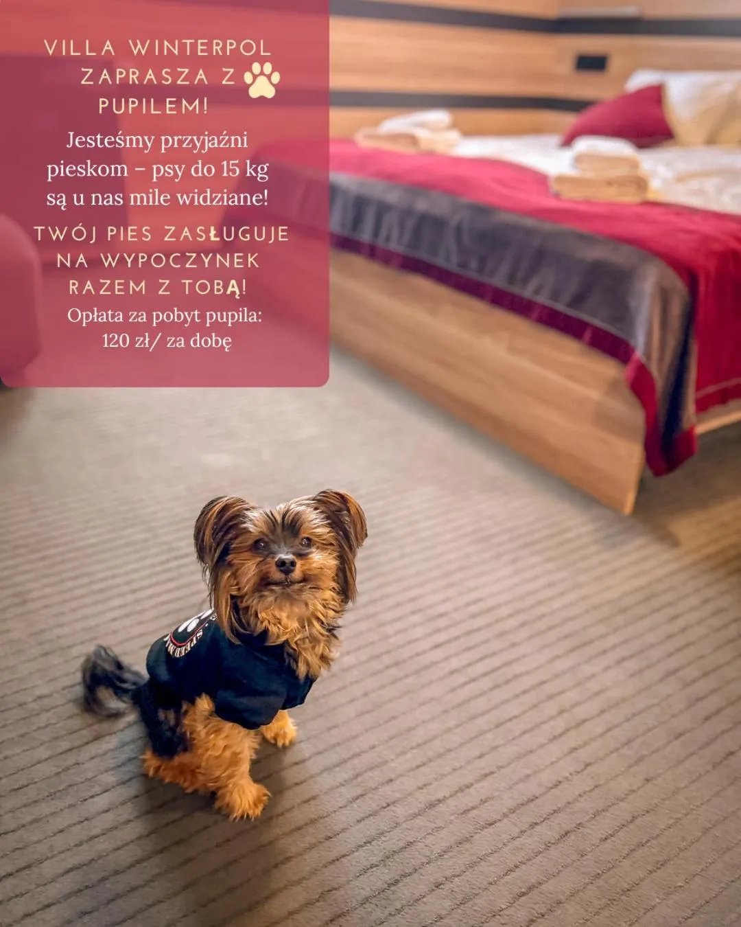 Pets, Bed in Villa Winterpol