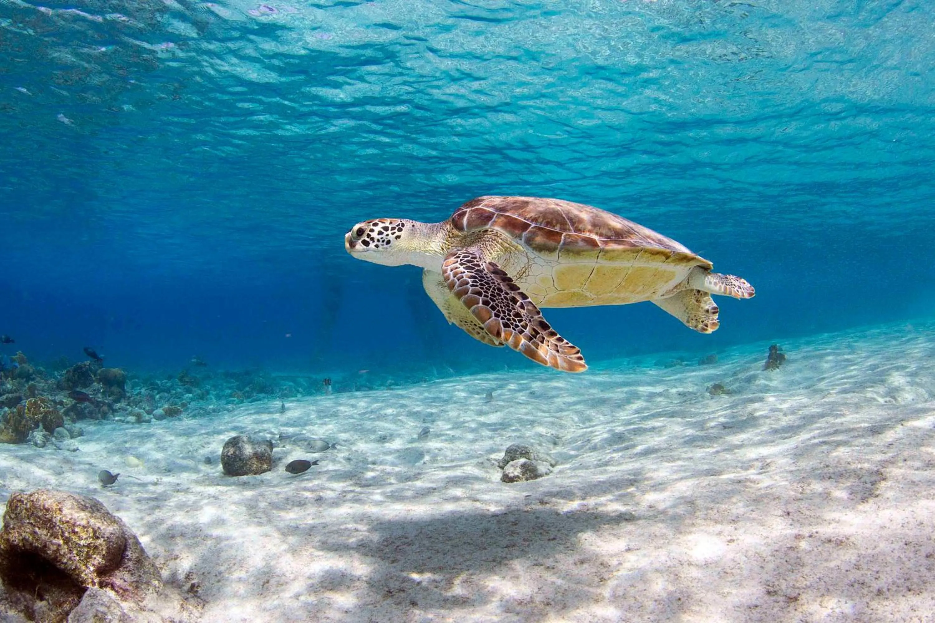 Snorkeling in Delfins Beach Resort Bonaire, Tapestry Collection by Hilton