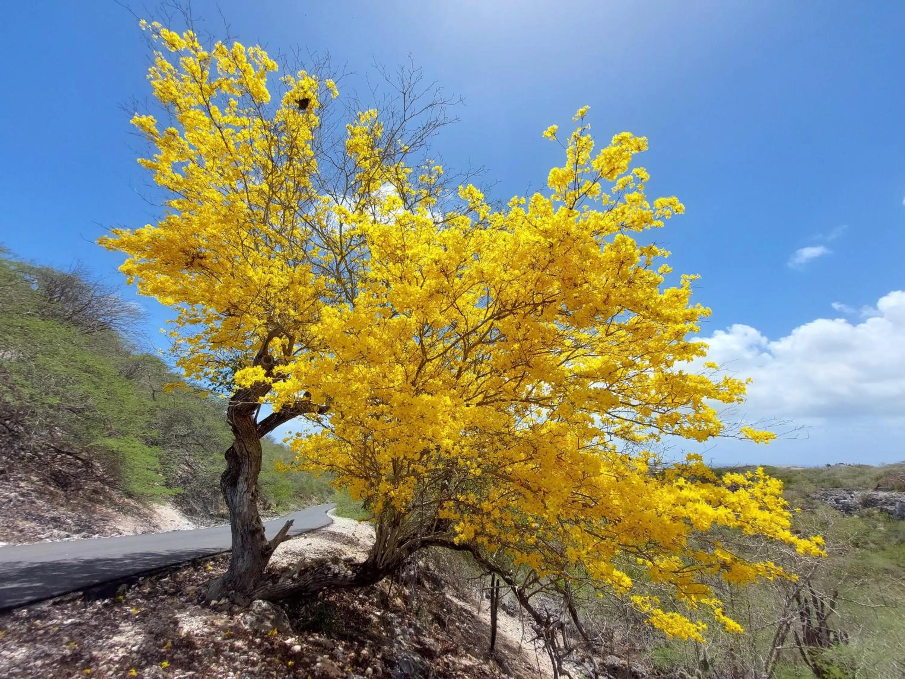 Garden in Delfins Beach Resort Bonaire, Tapestry Collection by Hilton