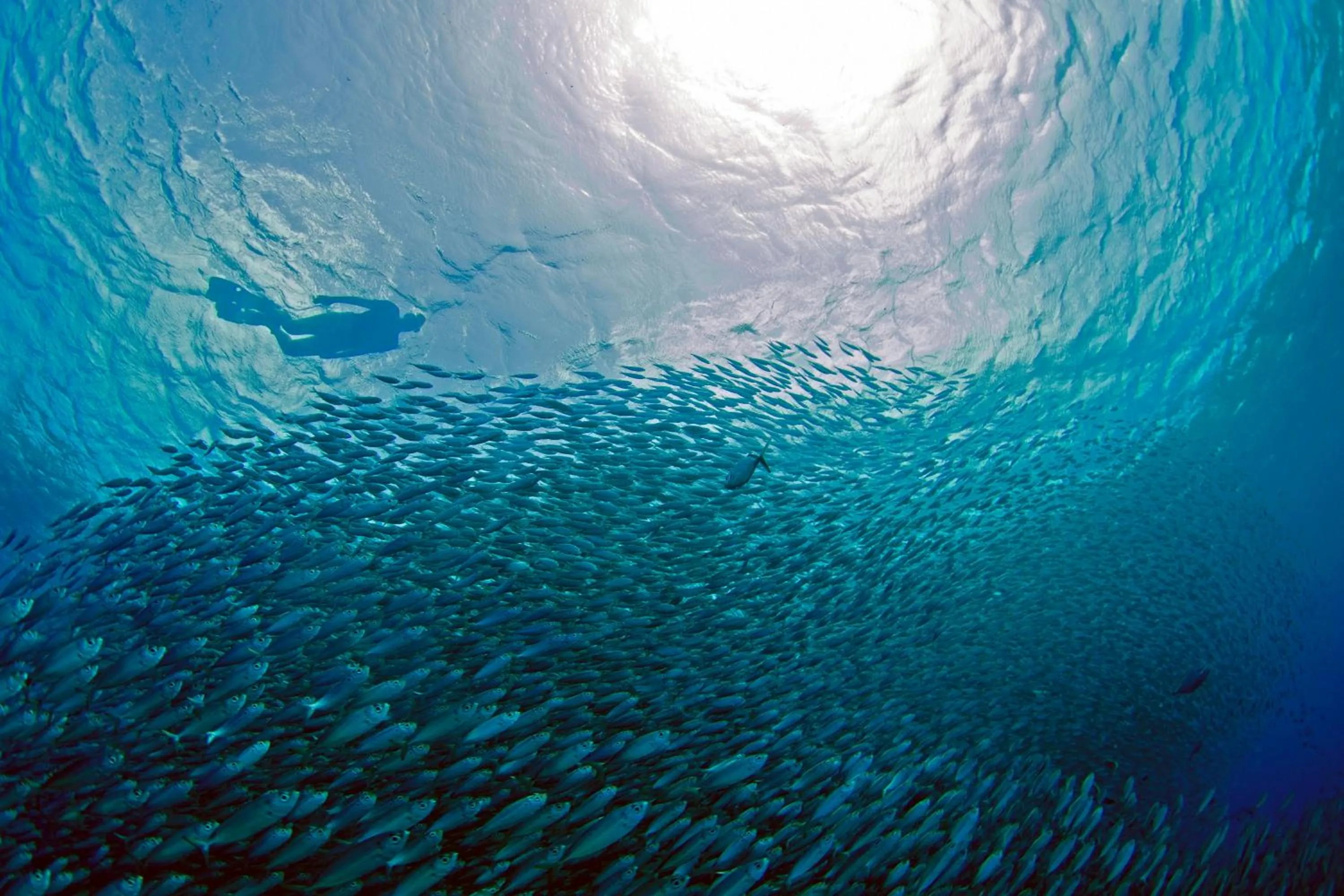 People in Delfins Beach Resort Bonaire, Tapestry Collection by Hilton