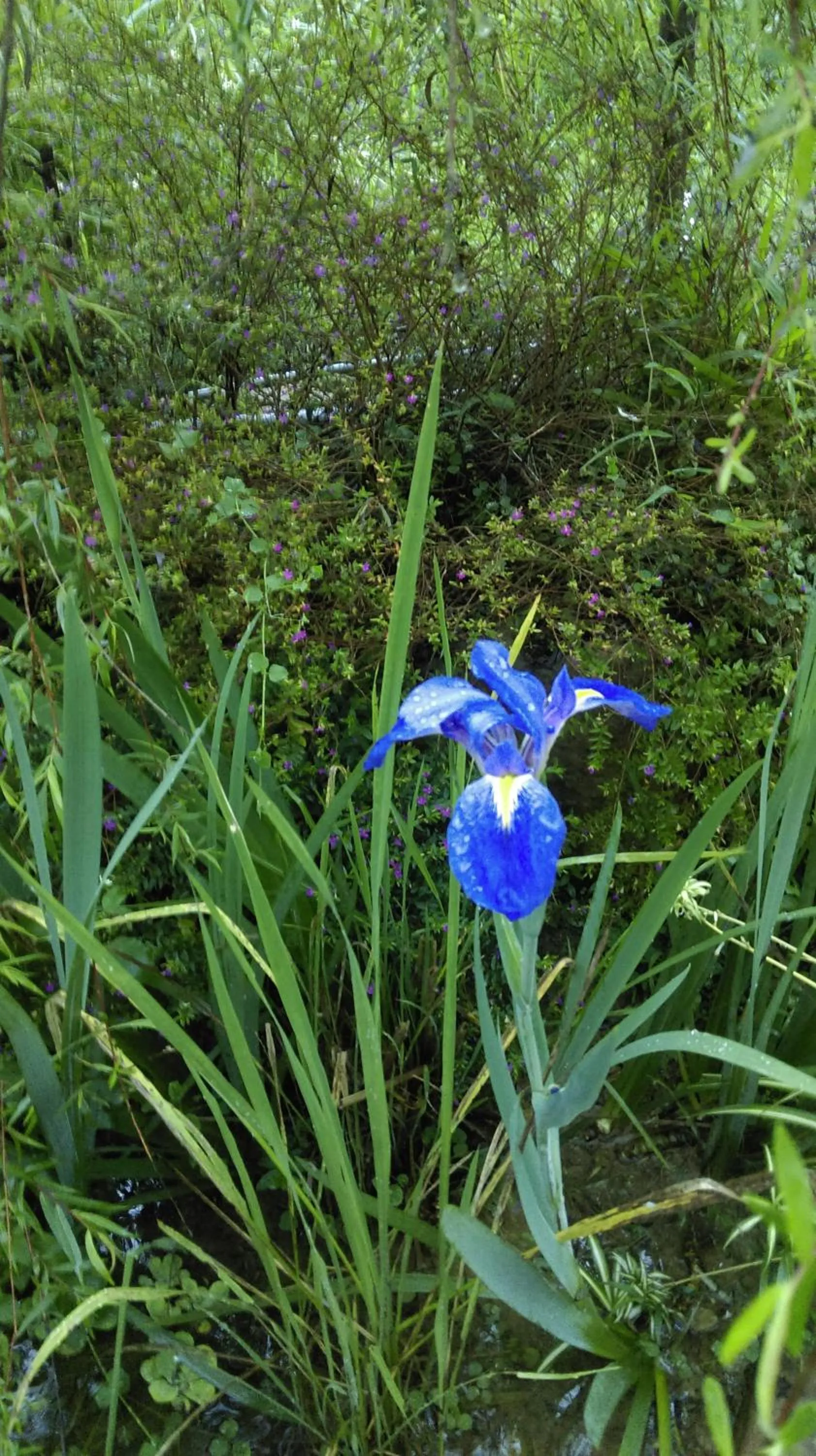 Garden in Bramasole B&B