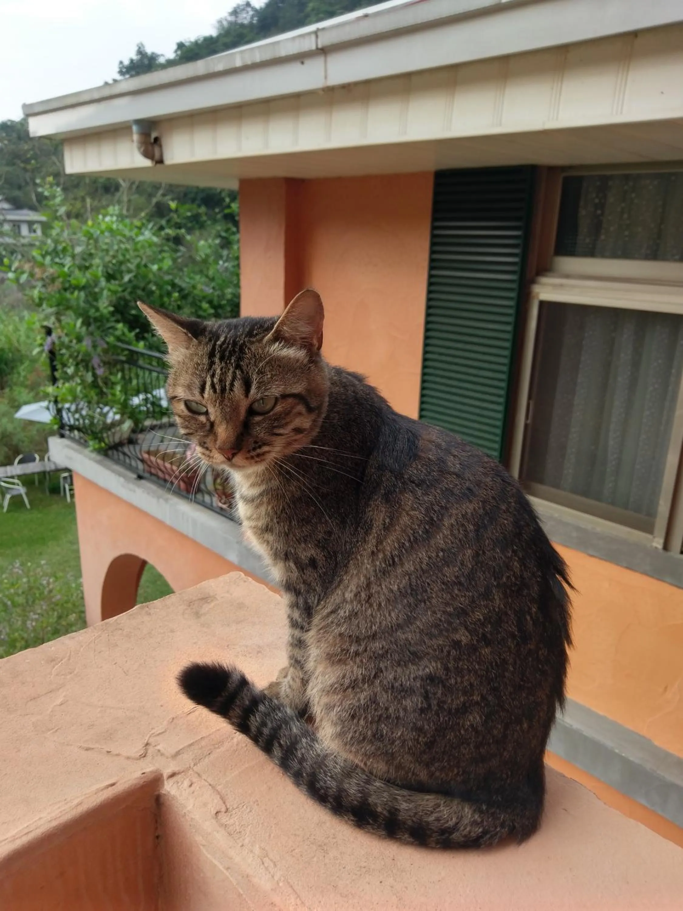 Pets in Bramasole B&B