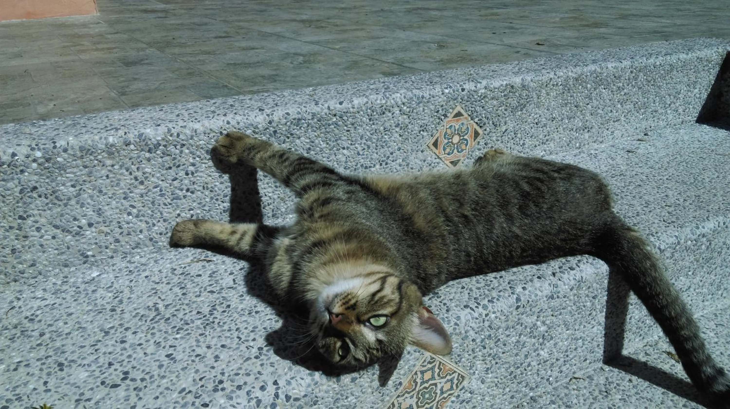 Pets in Bramasole B&B