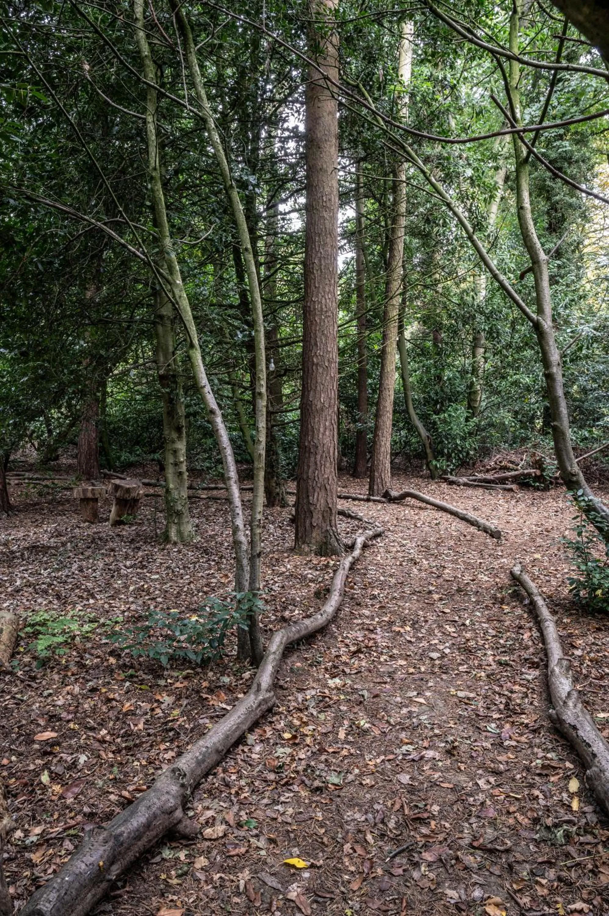 Natural landscape in Crathorne Hall