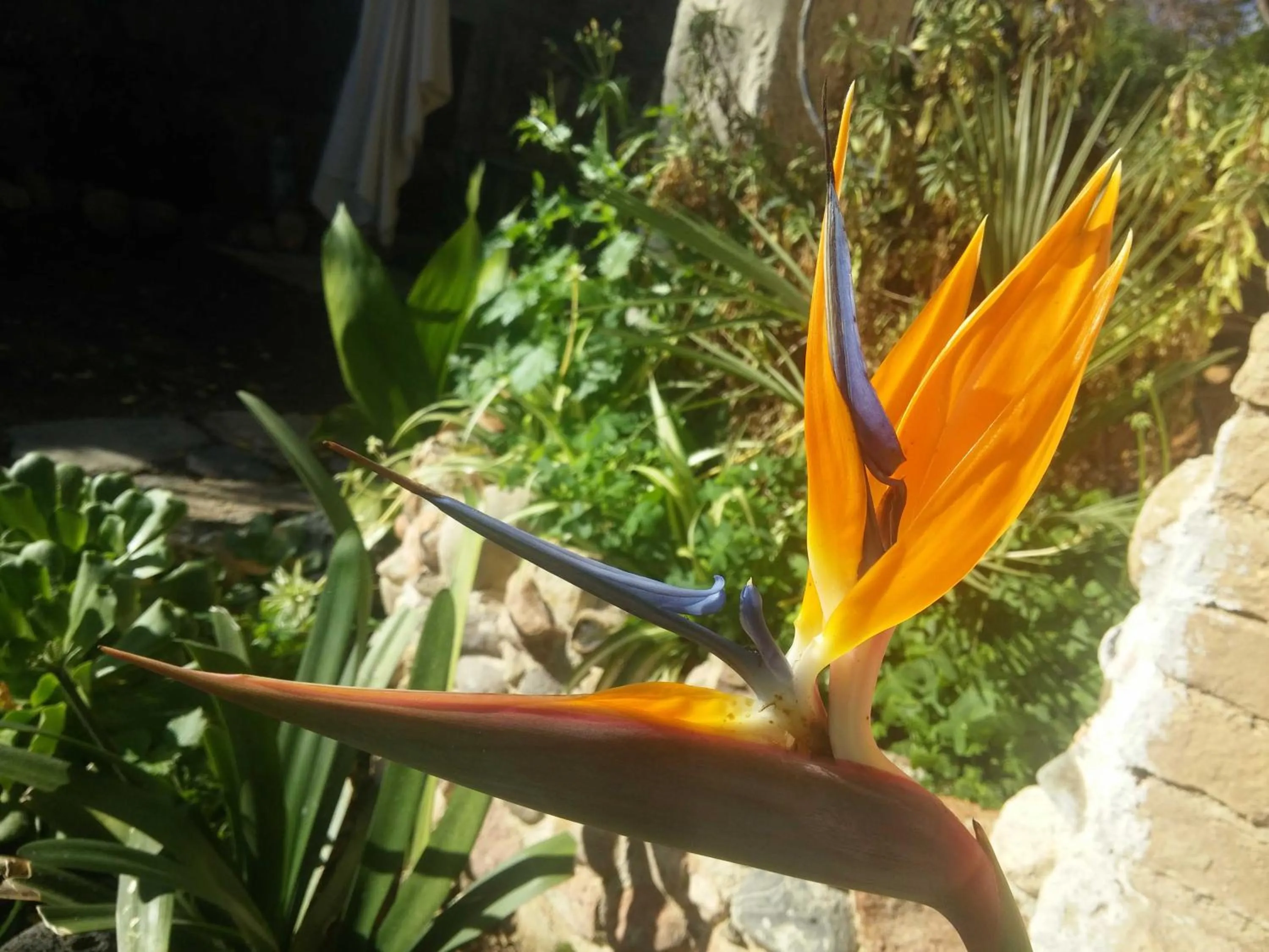 Garden in Zia Chiarina