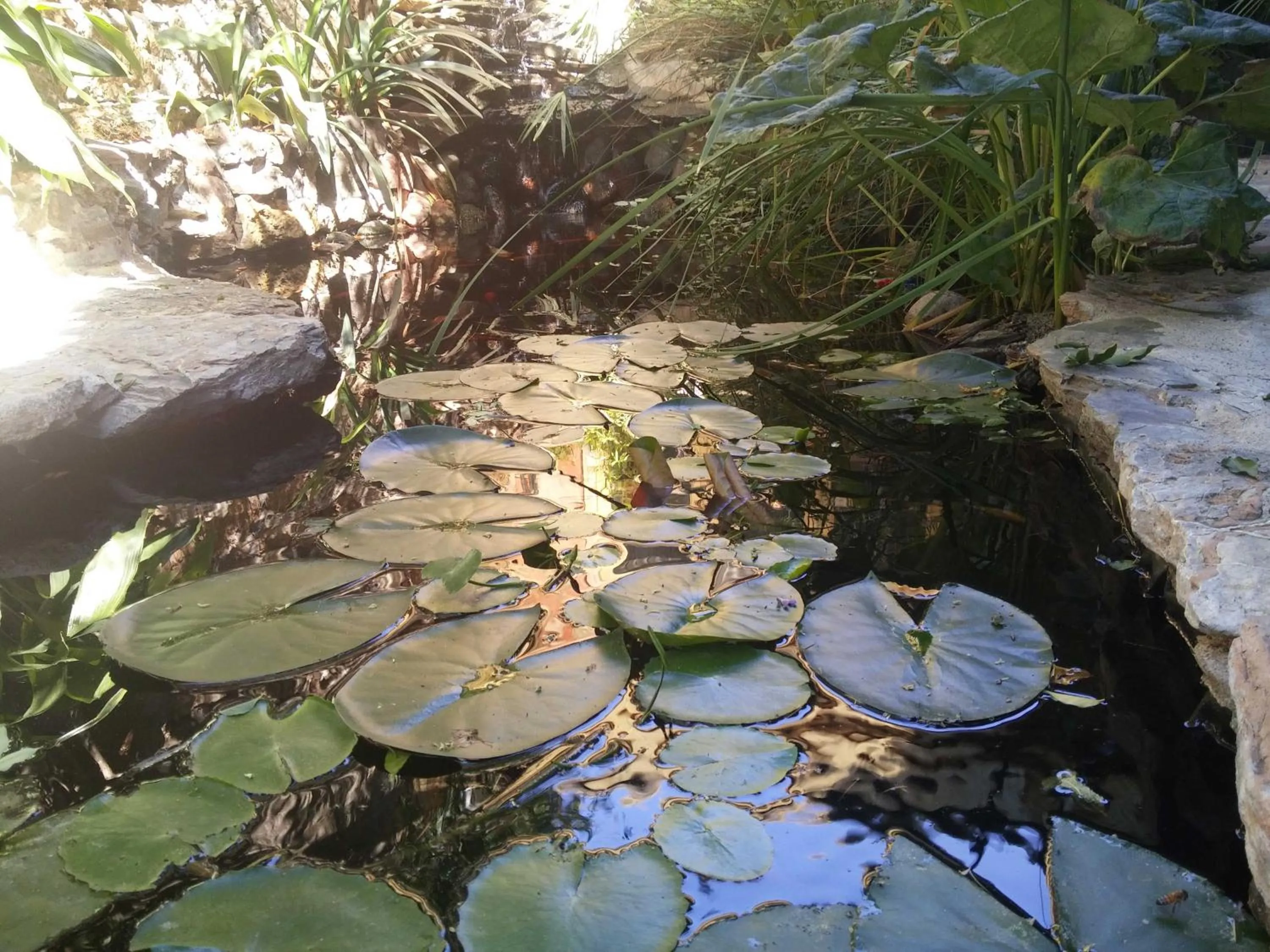 Garden in Zia Chiarina