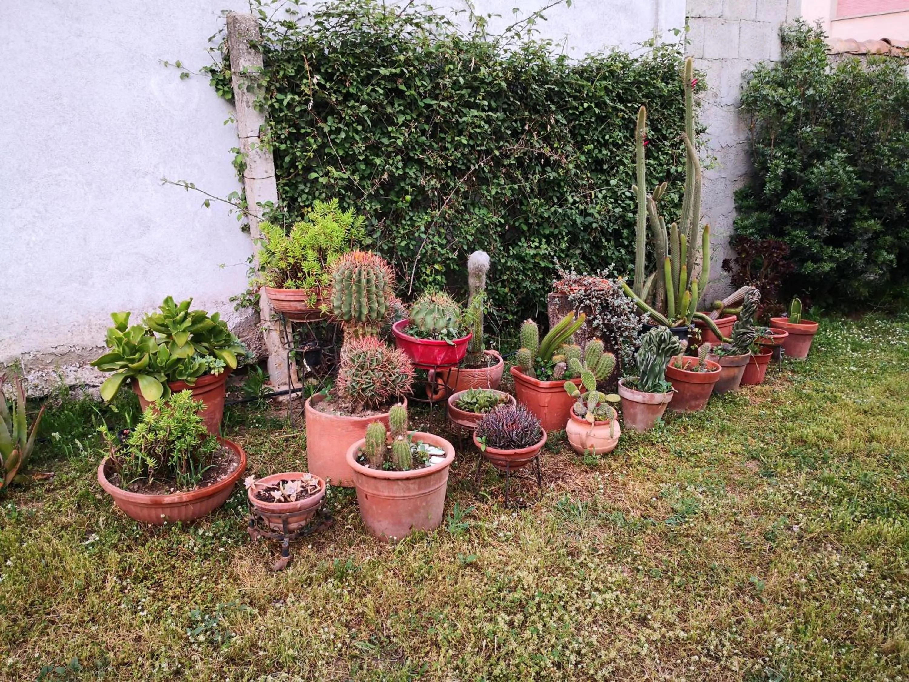 Garden in Zia Chiarina