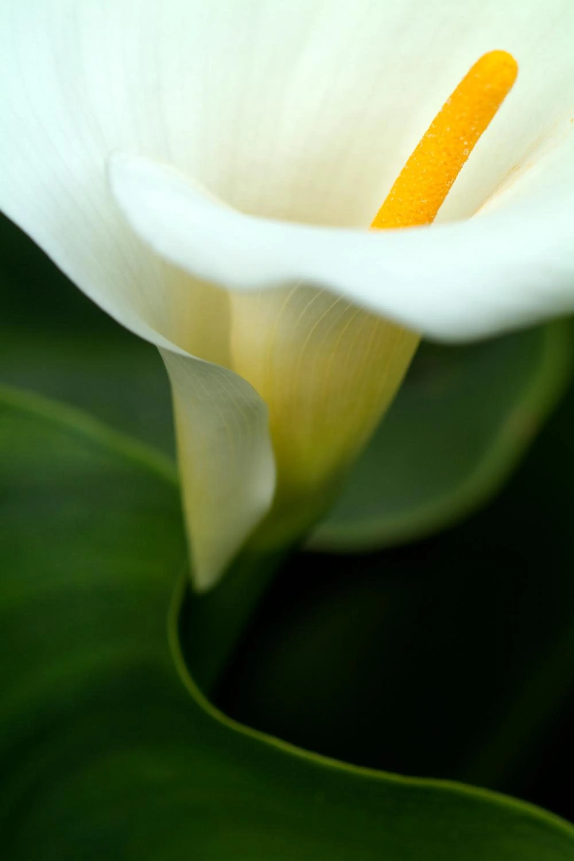 Other in Mas de la Chapelle