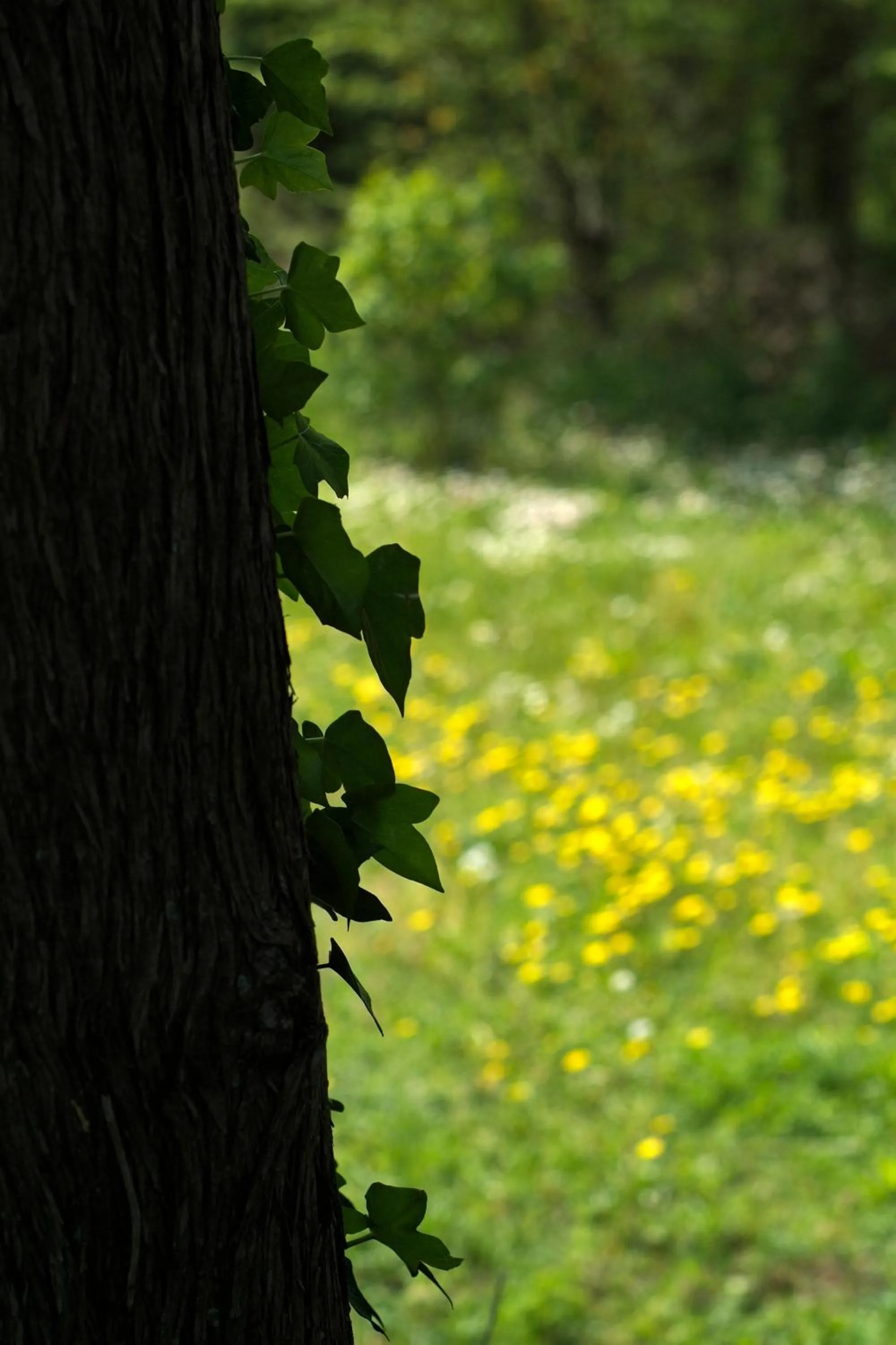 Other in Mas de la Chapelle