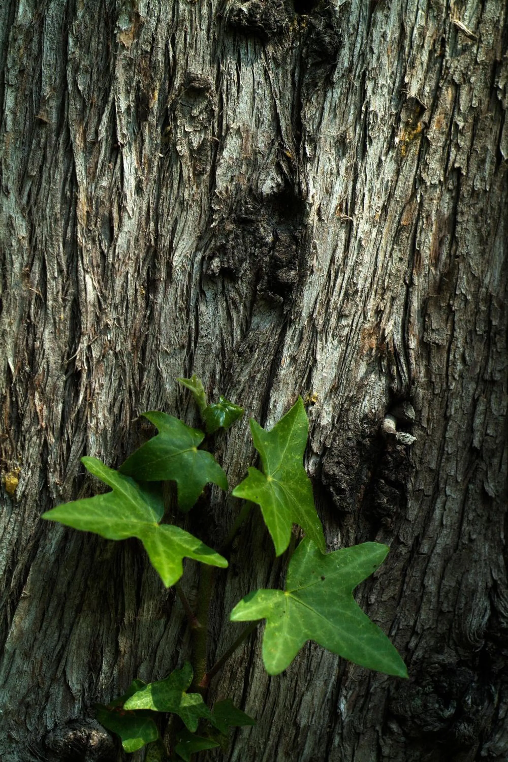 Other in Mas de la Chapelle