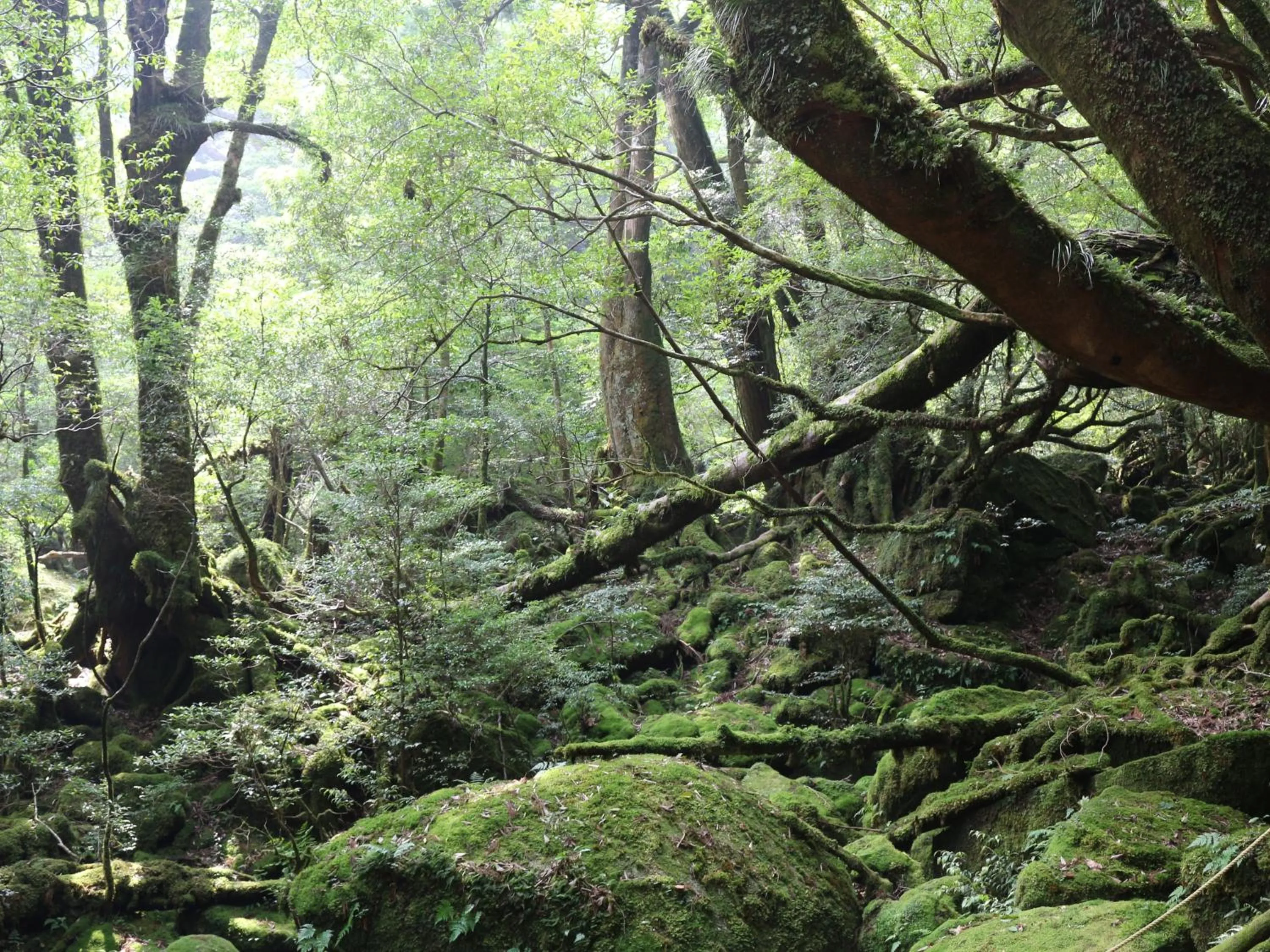 Nearby landmark in Cottage Yakusugi House