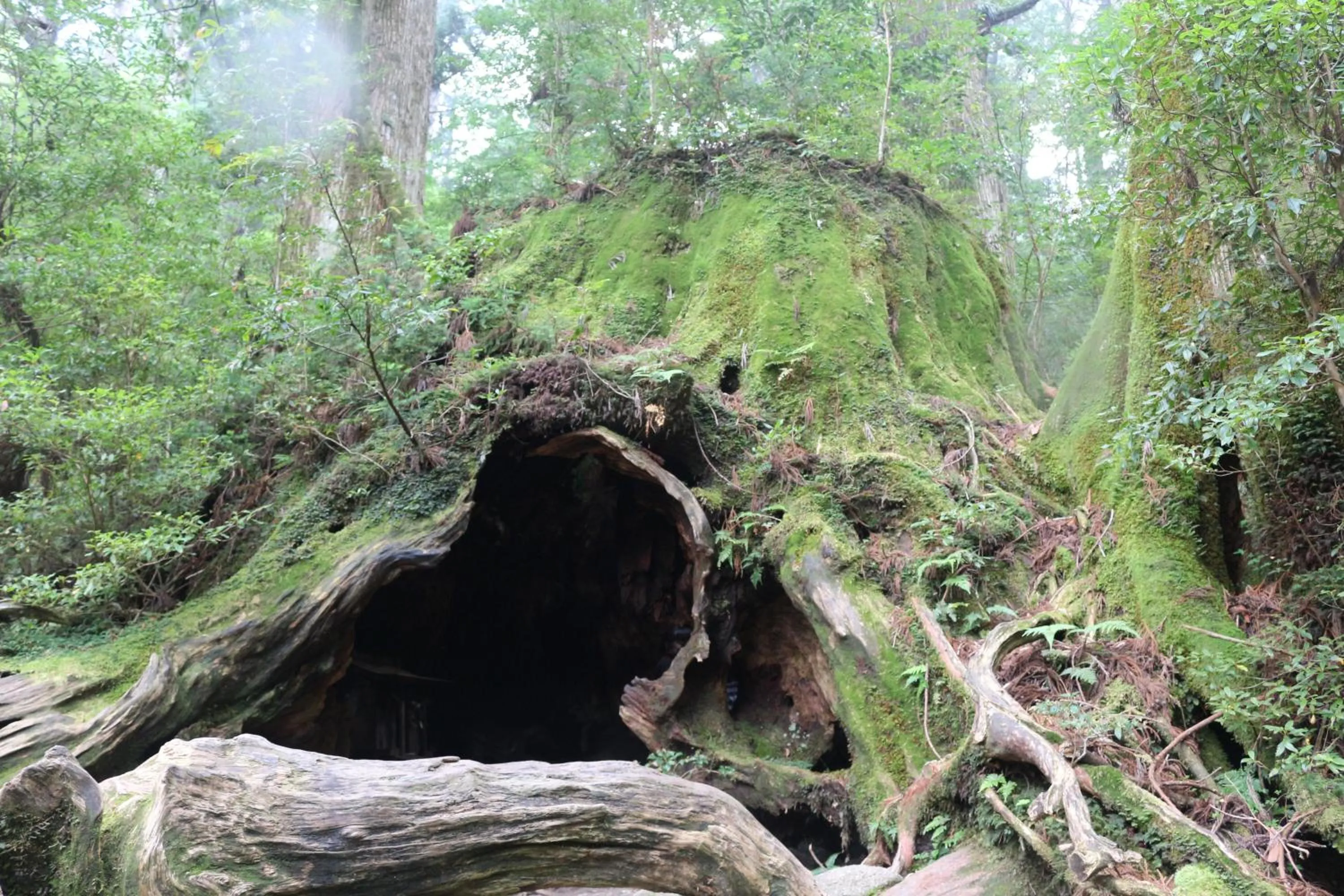 Nearby landmark in Cottage Yakusugi House