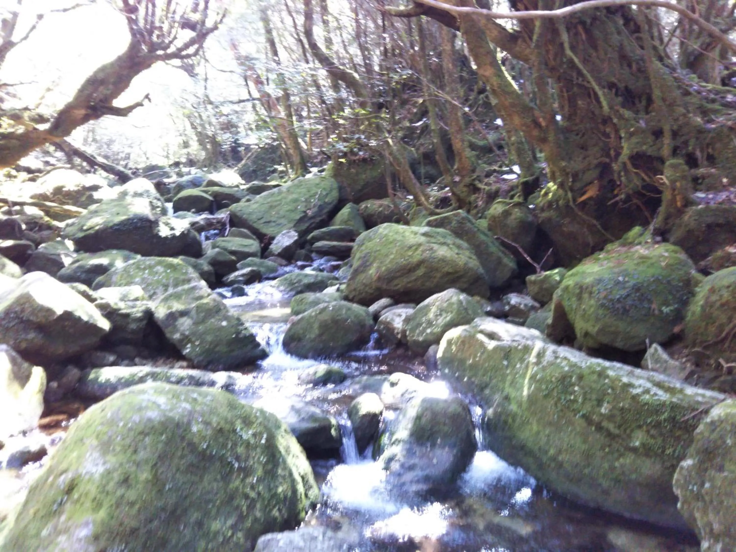 Nearby landmark in Cottage Yakusugi House