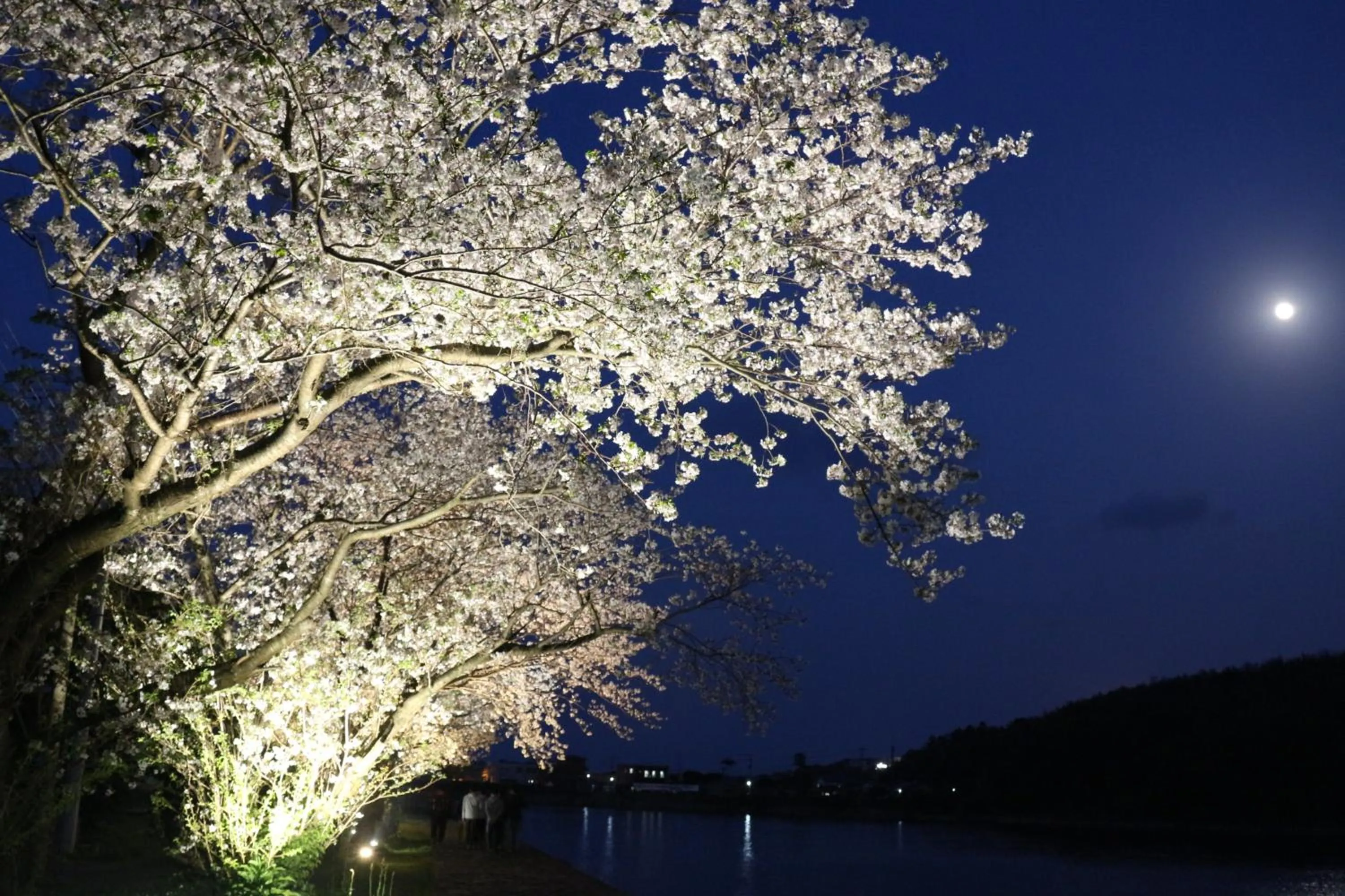 Natural landscape in Cottage Yakusugi House