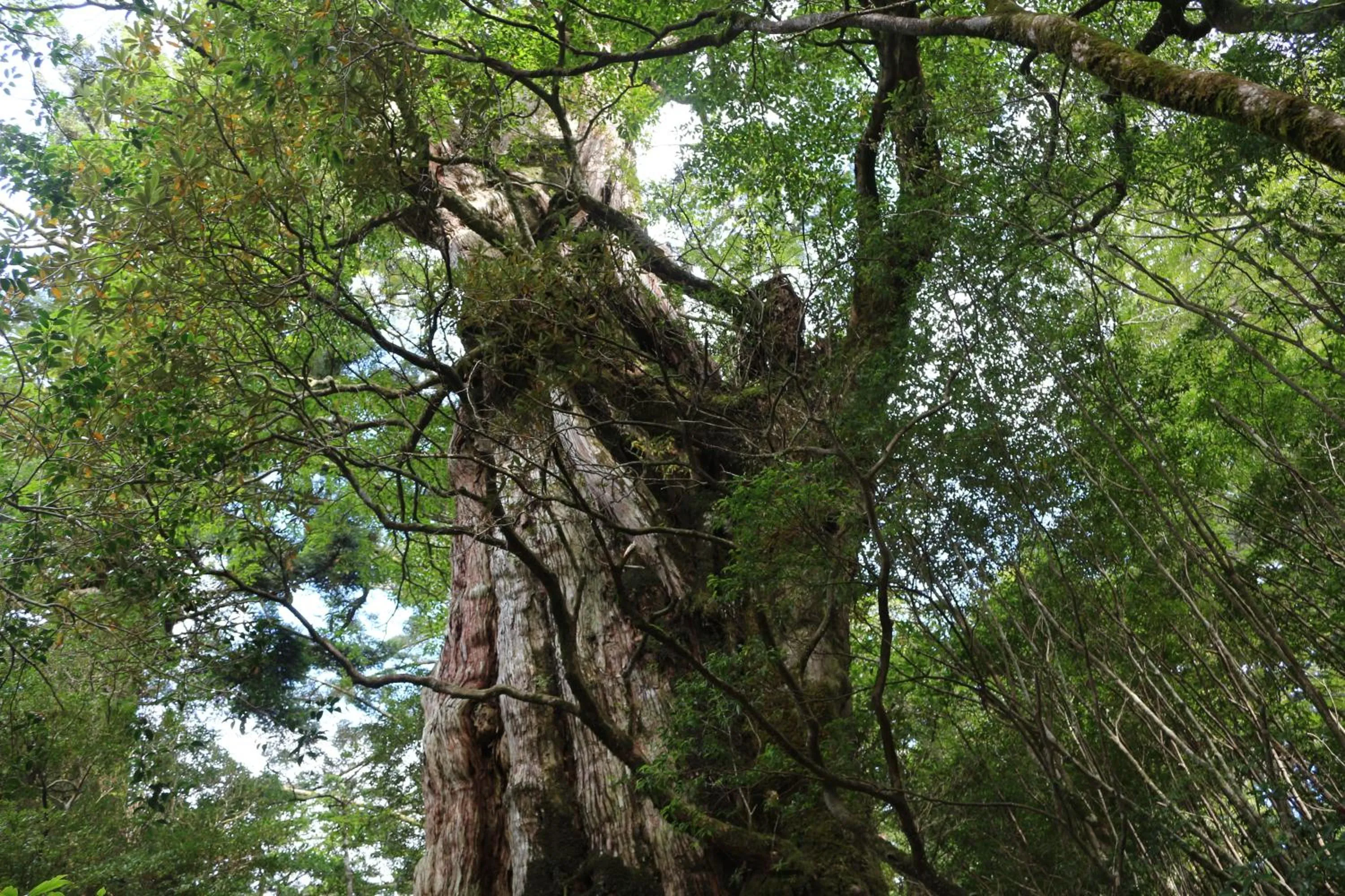 Nearby landmark in Cottage Yakusugi House
