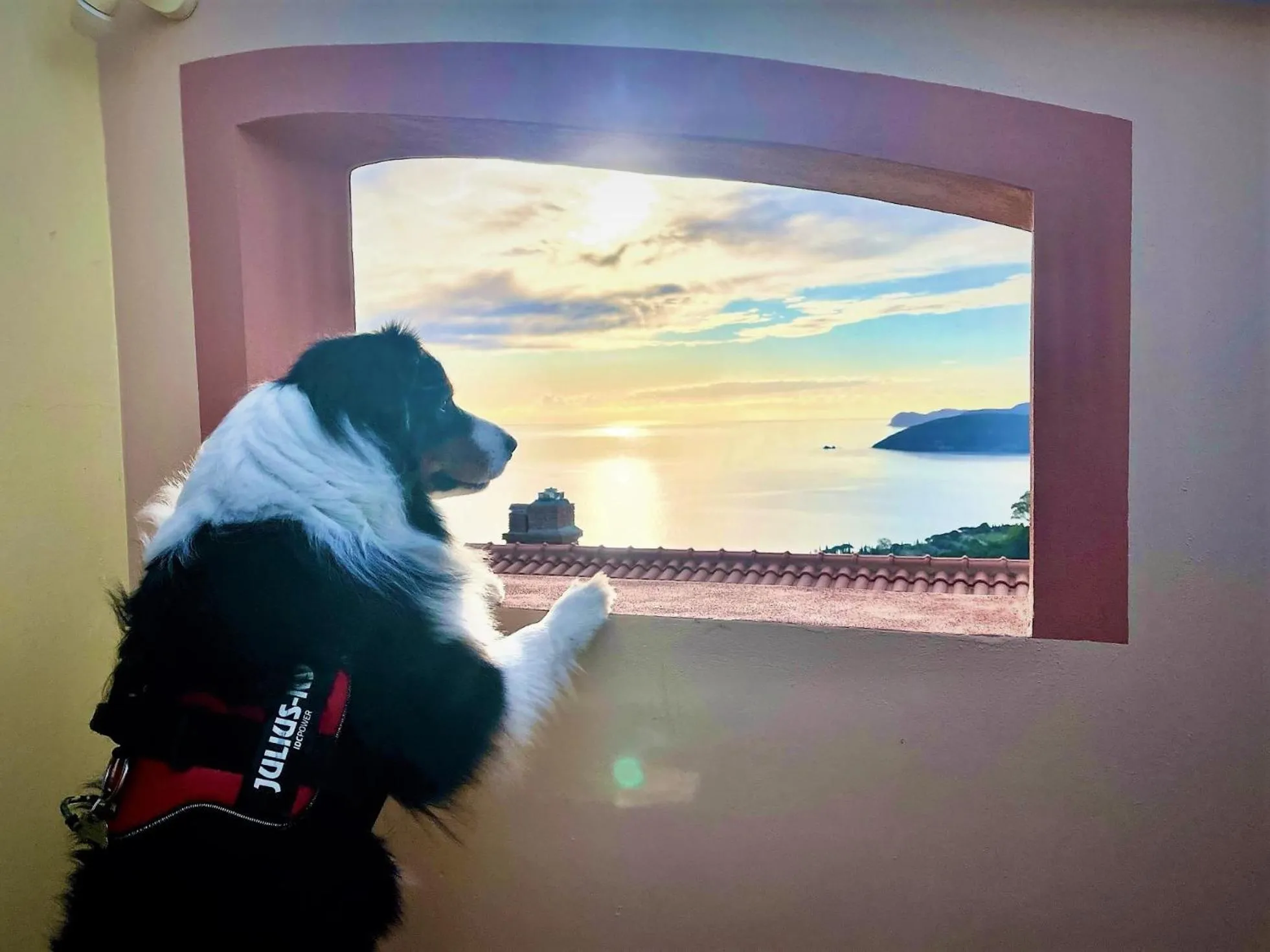 Pets in Villa Soprana by Agenzia SolturElba