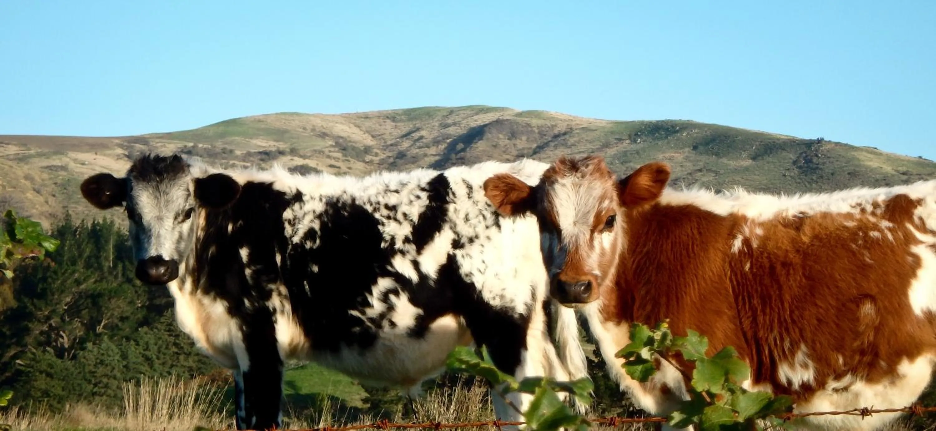Autumn in Tree House Lodge Bed & Breakfast