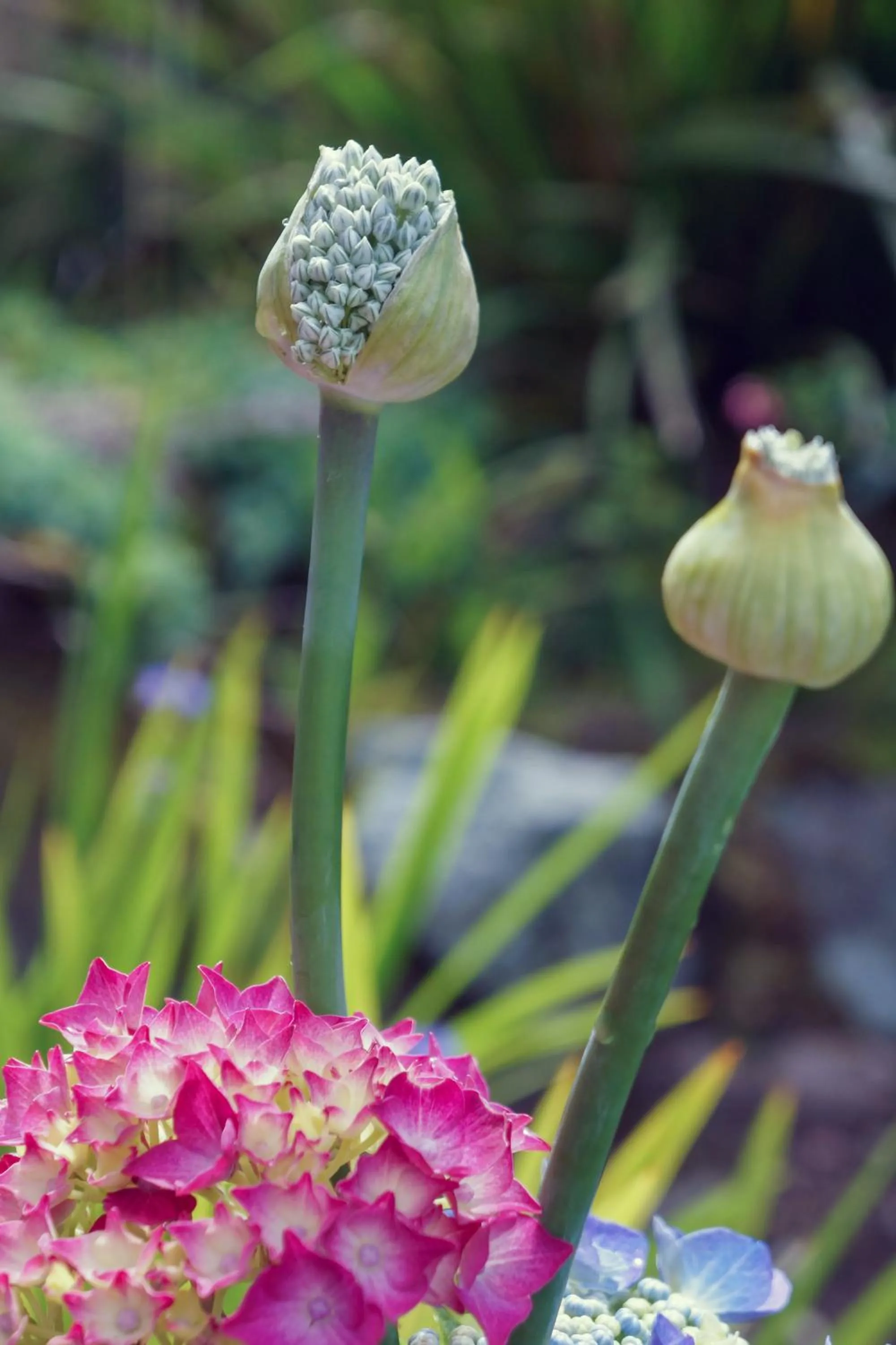 Garden in Ardagh Hotel & Restaurant
