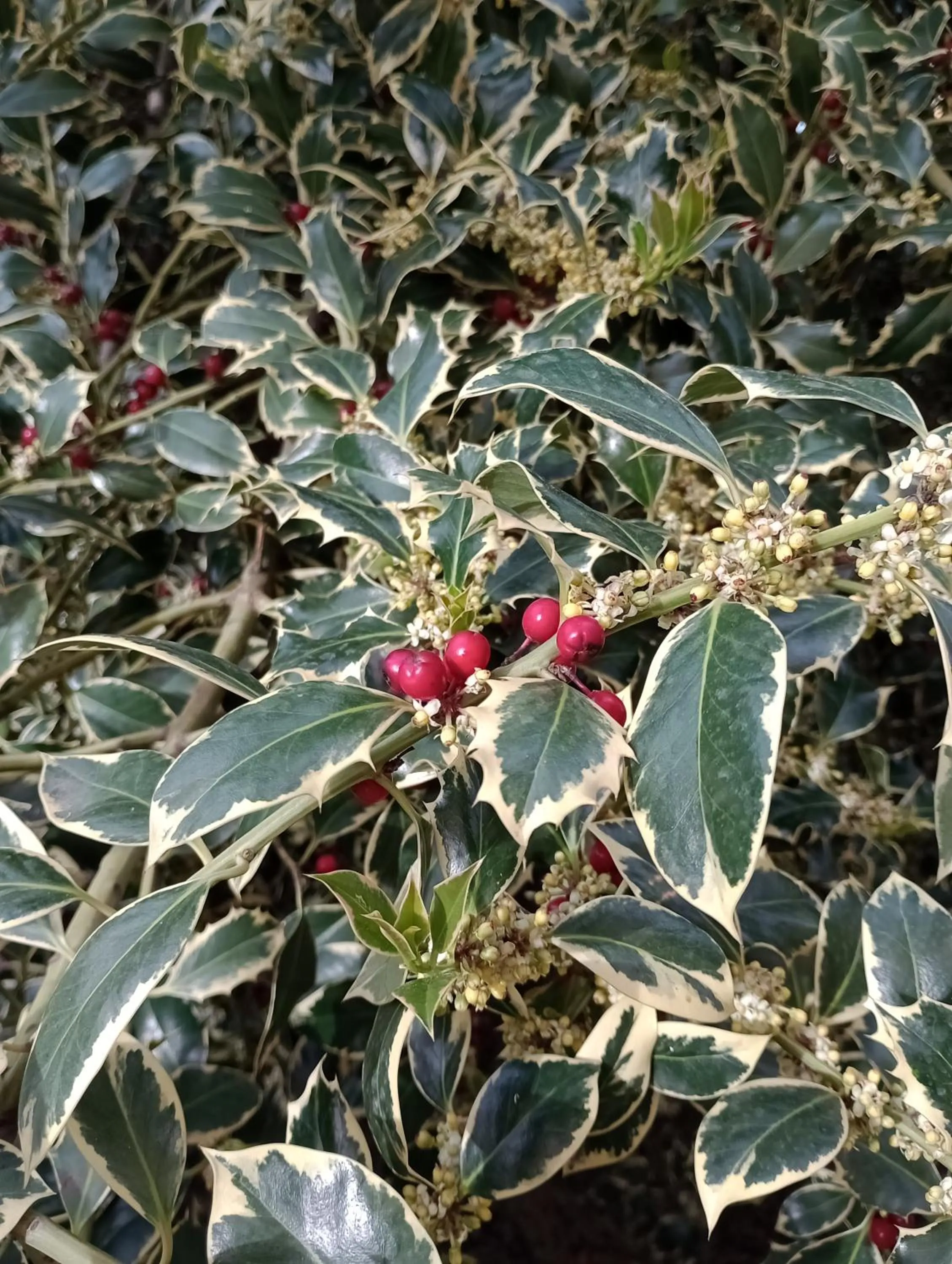 L'Agrifoglio Dell'Etna