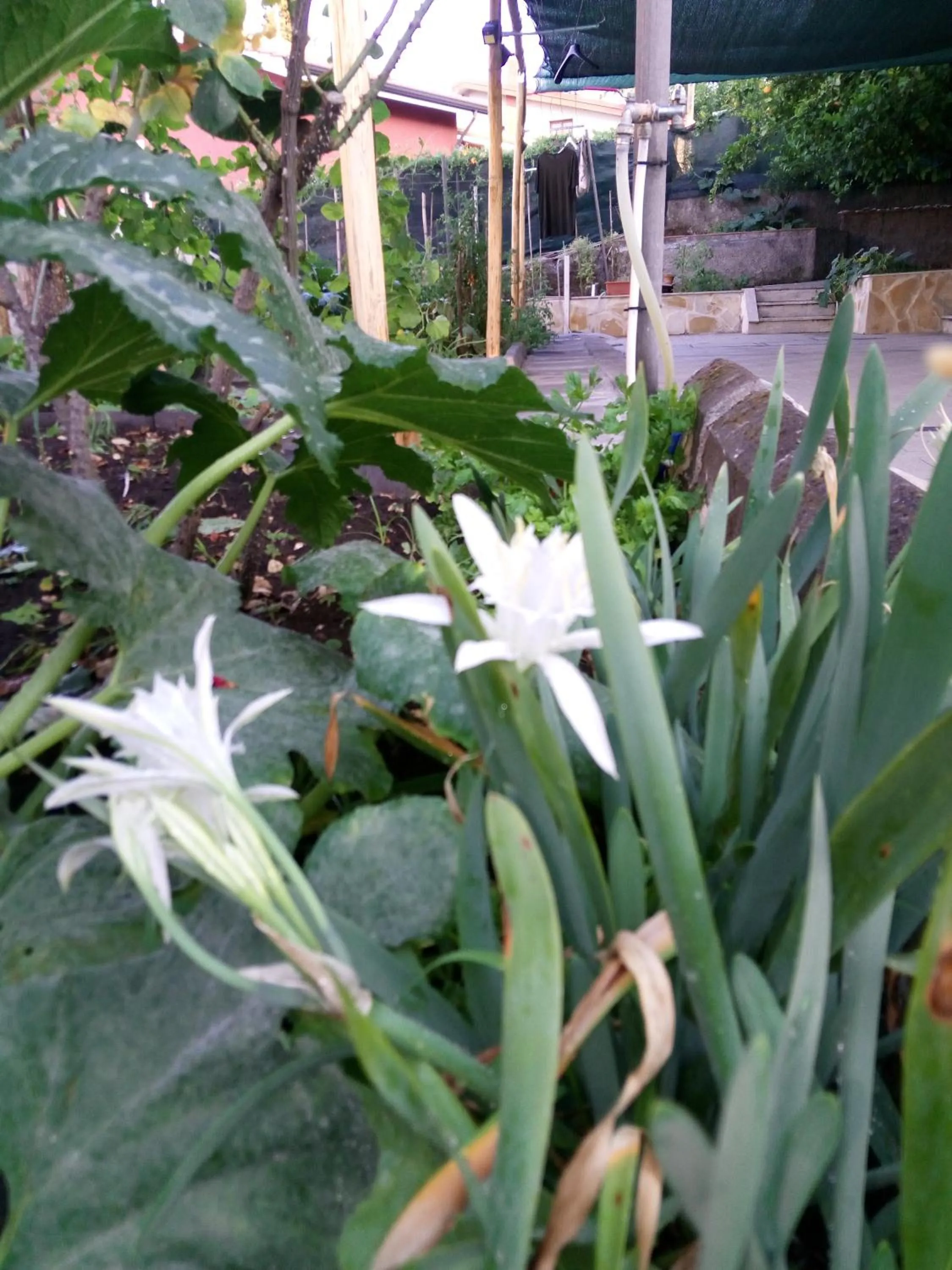 L'Agrifoglio Dell'Etna