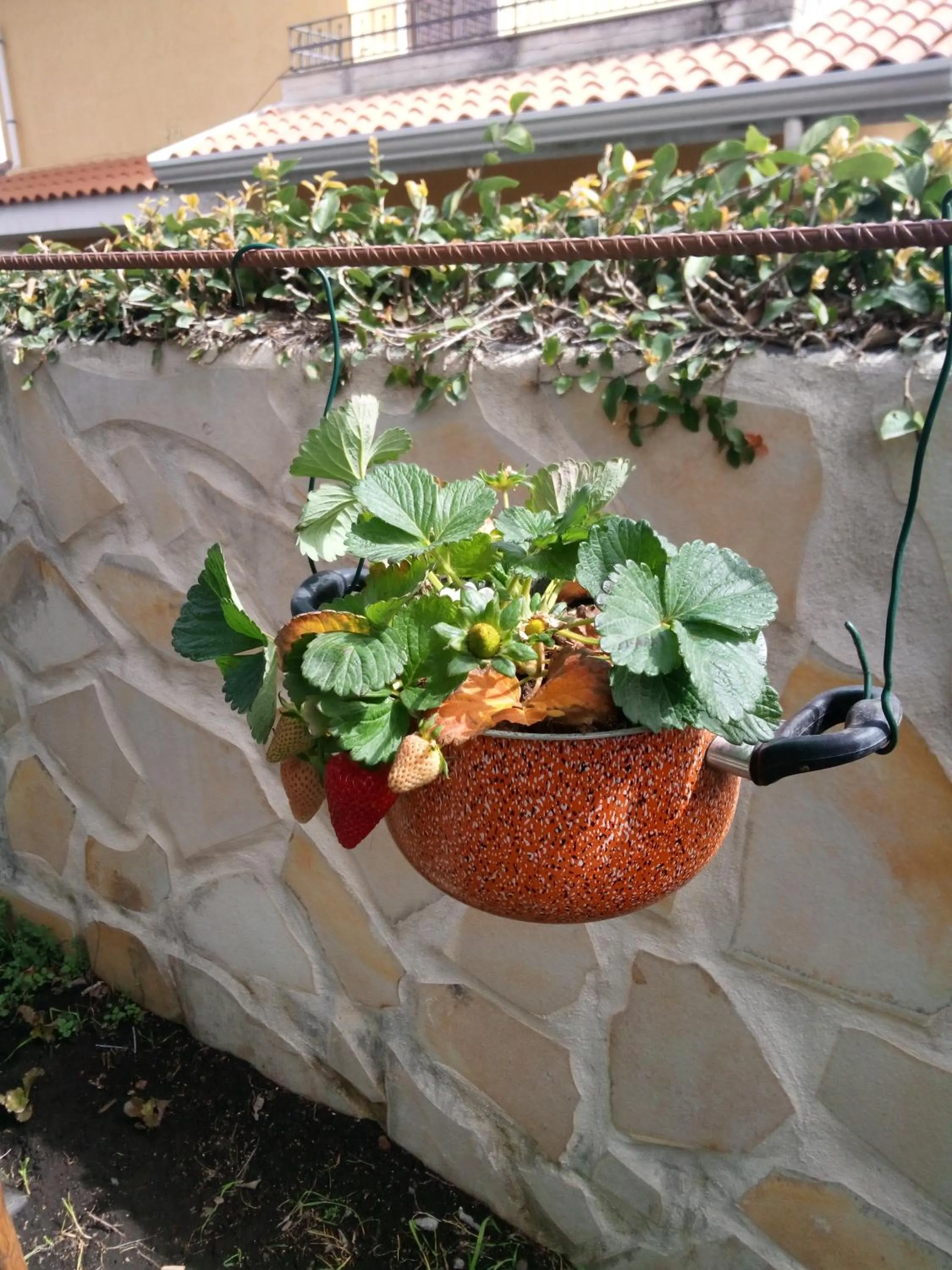 L'Agrifoglio Dell'Etna