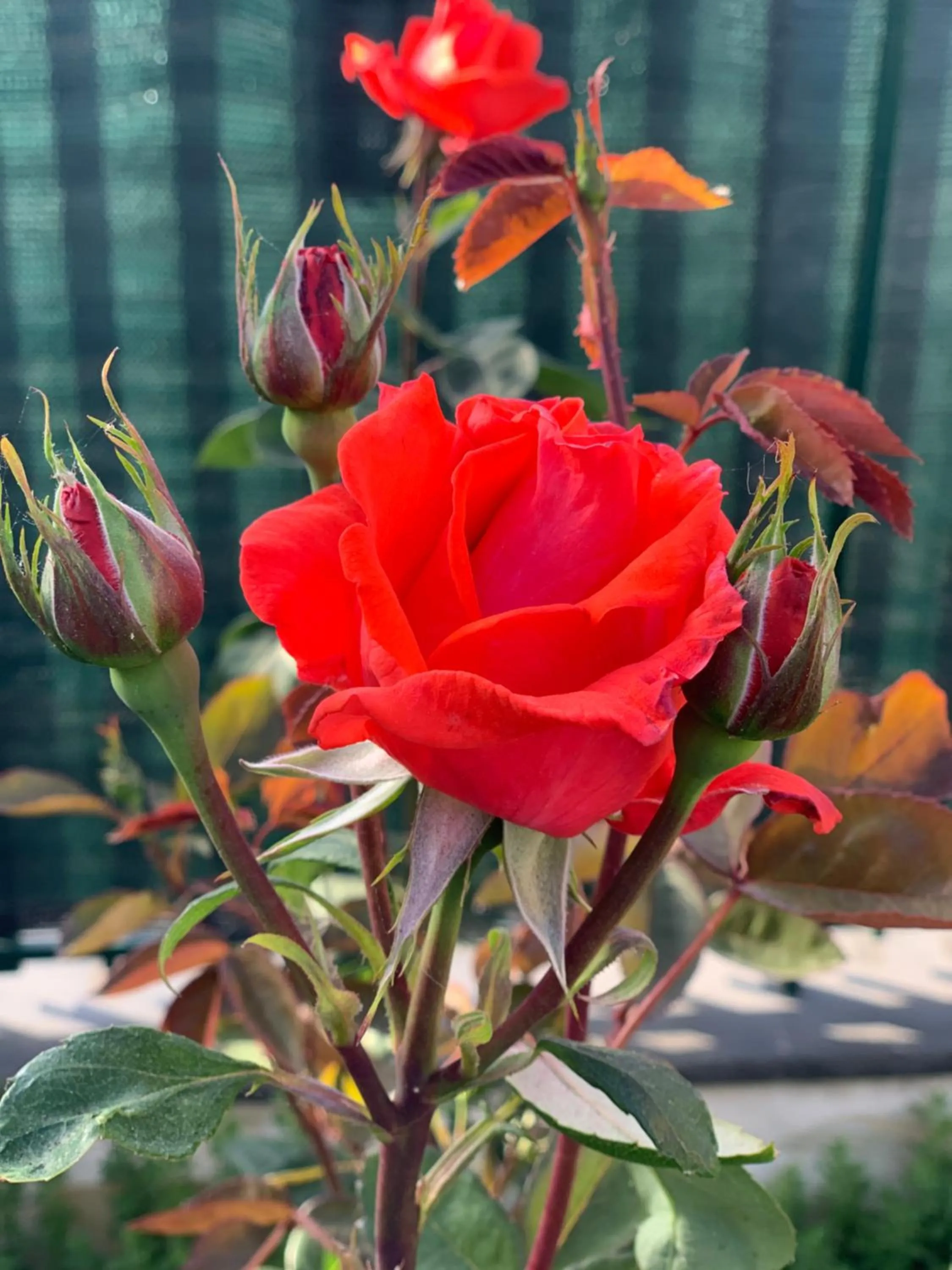 L'Agrifoglio Dell'Etna