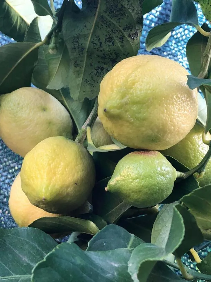 Spring in L'Agrifoglio Dell'Etna