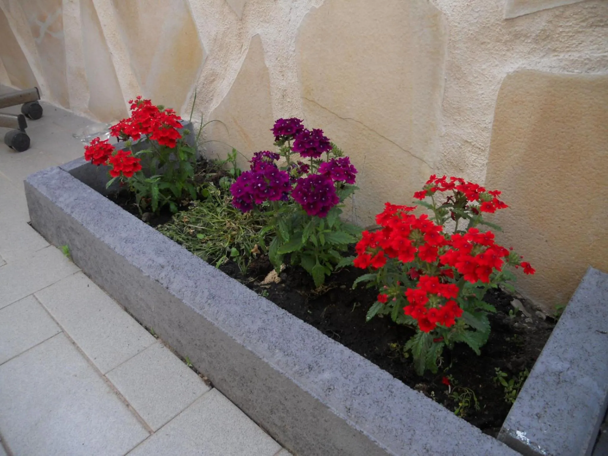 L'Agrifoglio Dell'Etna