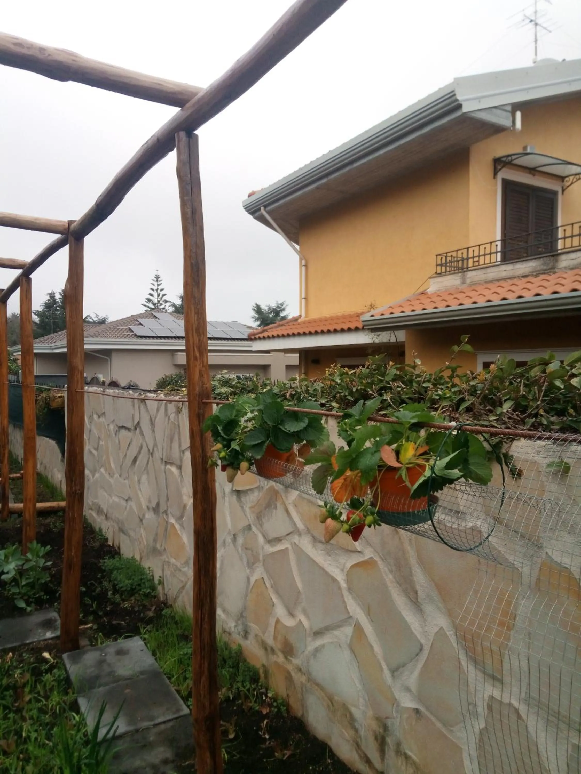 L'Agrifoglio Dell'Etna