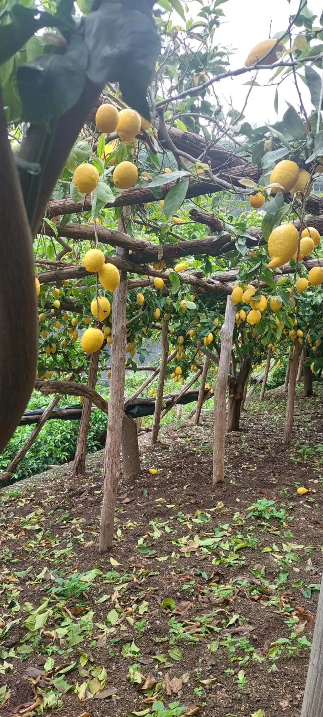 La Valle Delle Ferriere
