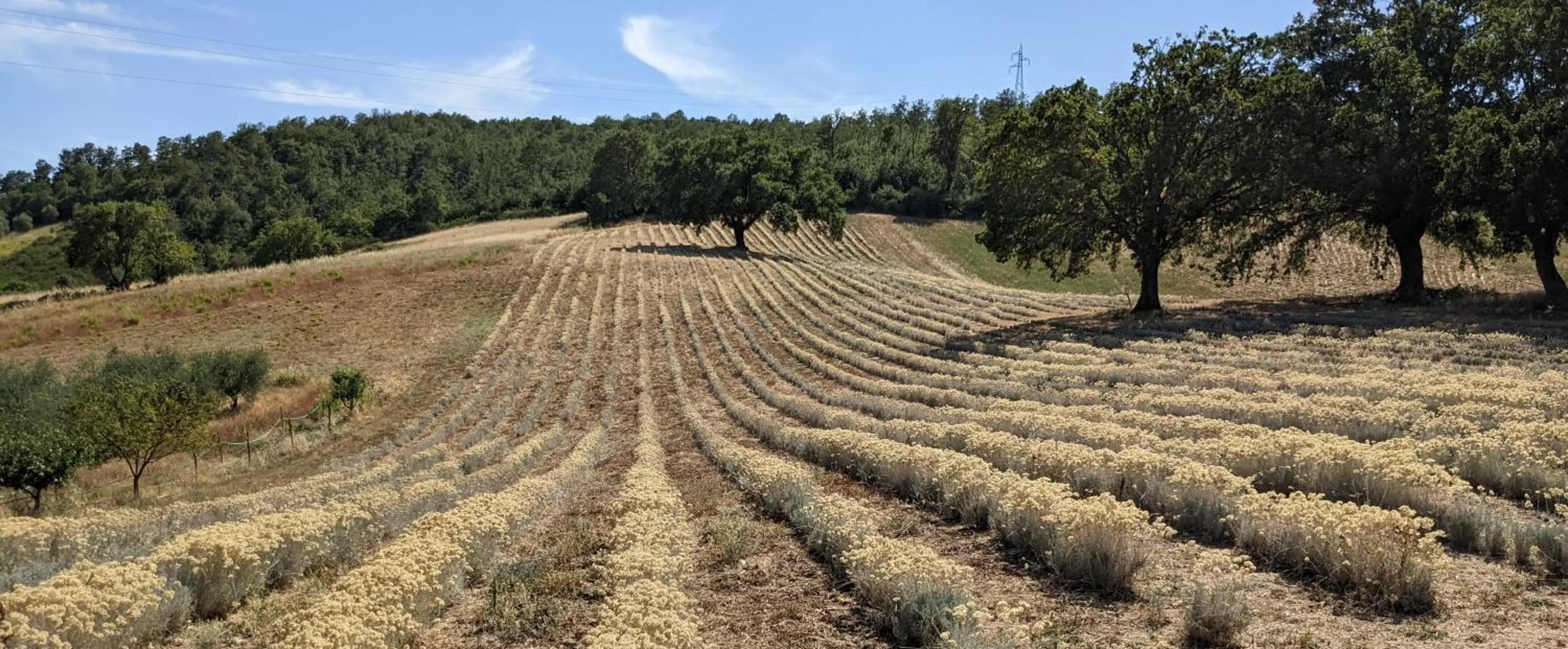 Natural landscape in Il Poggio di Teo