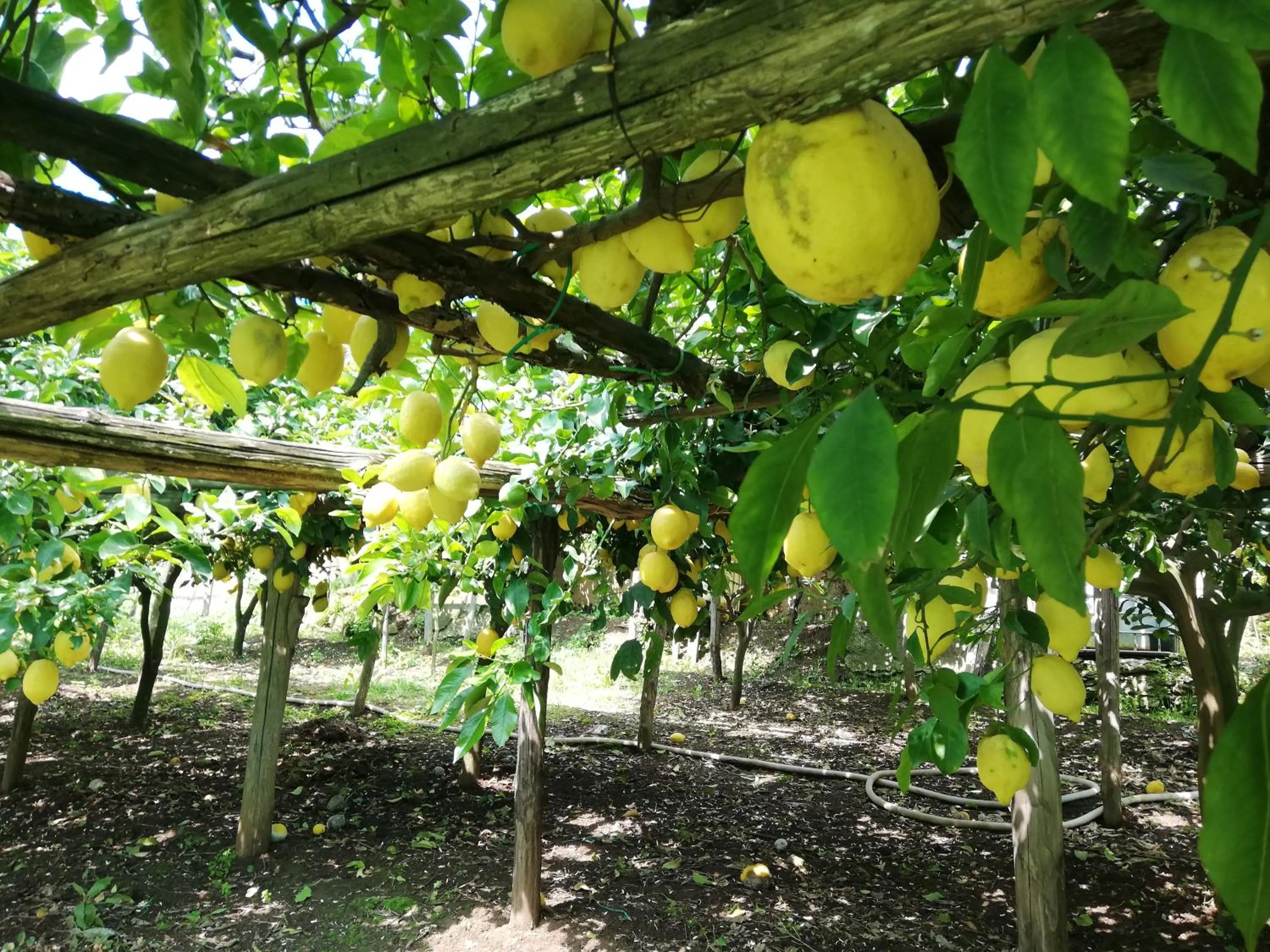 Garden in La Roccia Incantata Amalfi Coast