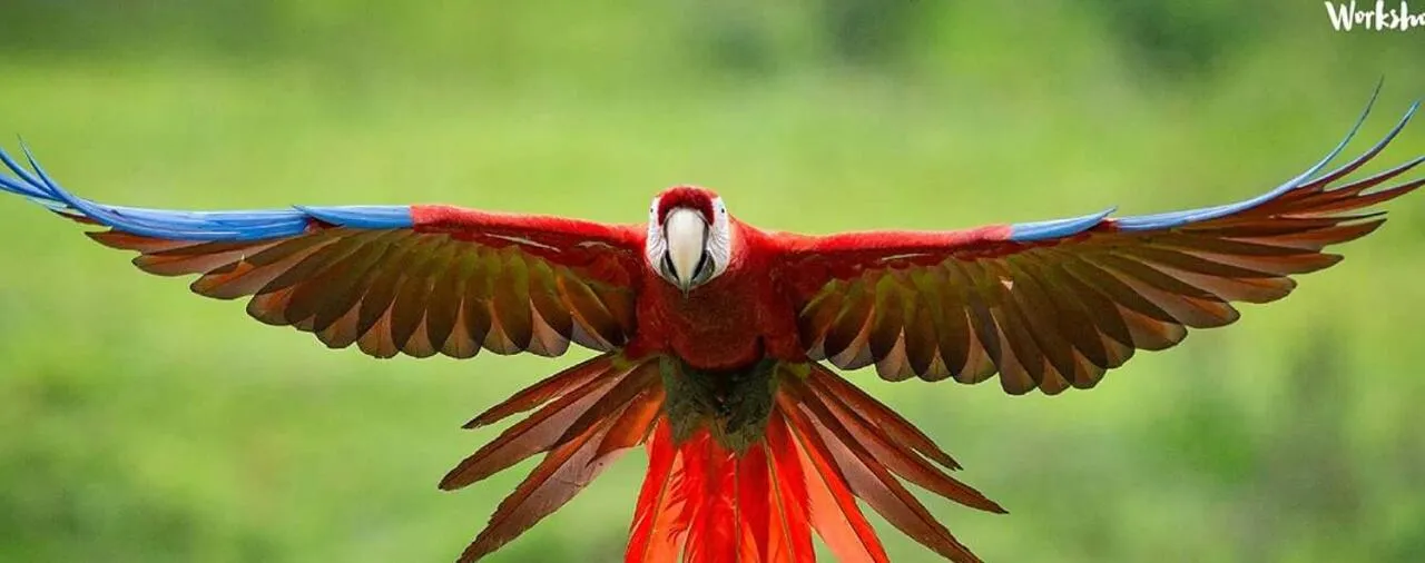 Animals in Cabinas Jimenez